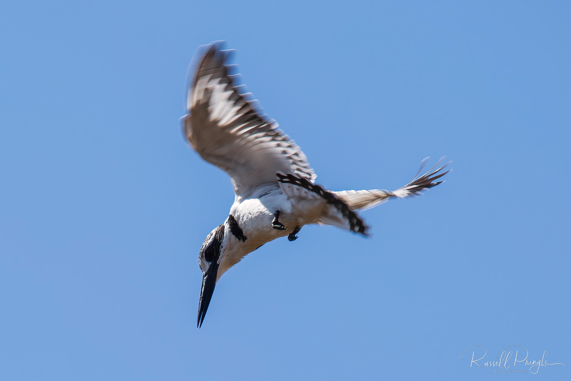 Pied Kingfisher