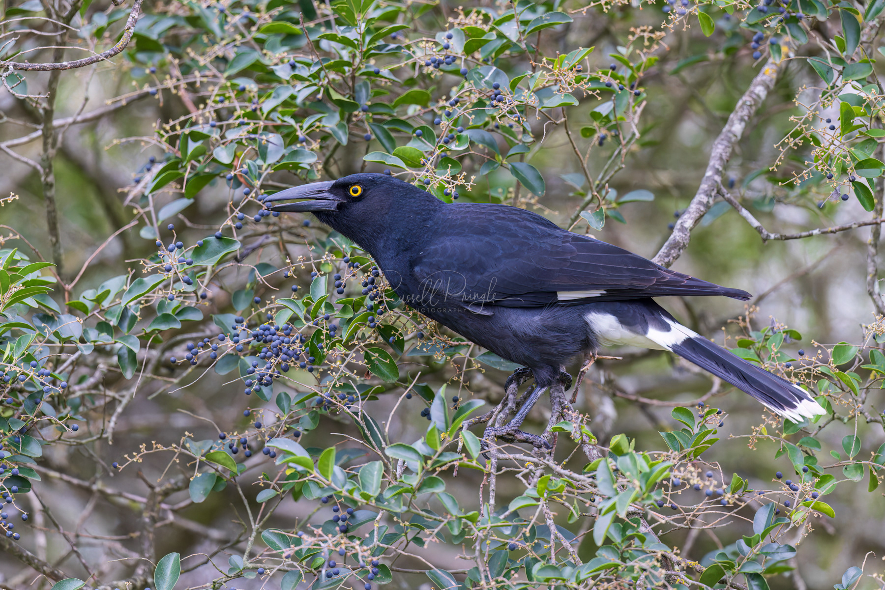 Pied Currawong