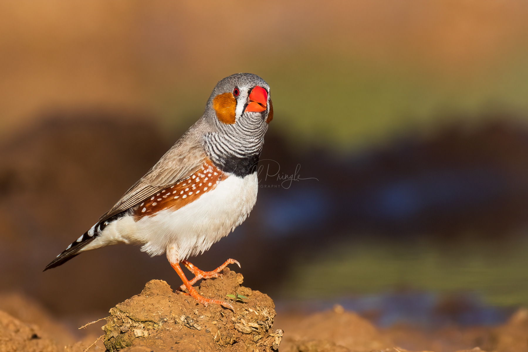 Zebra Finch