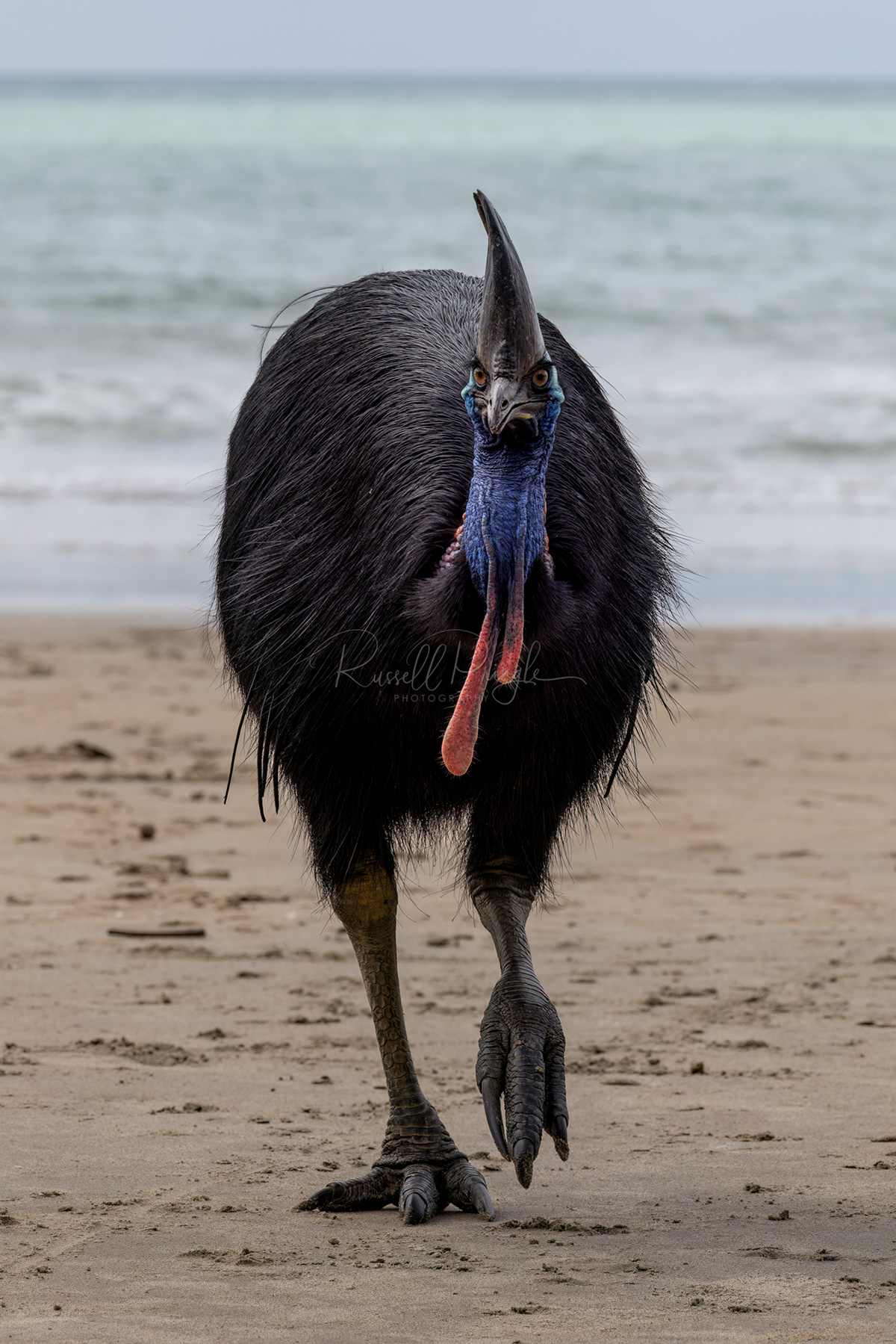 Southern Cassowary
