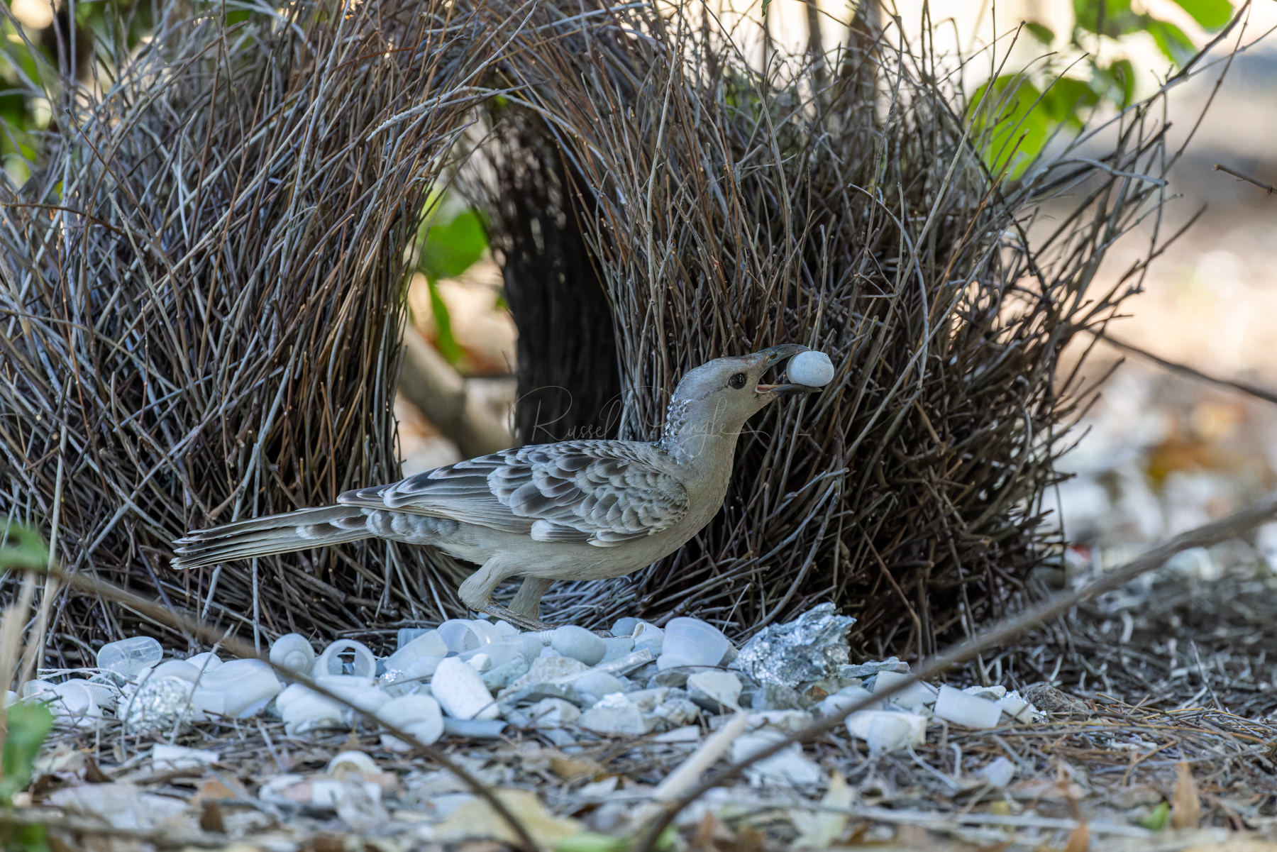 Great Bowerbird (male)