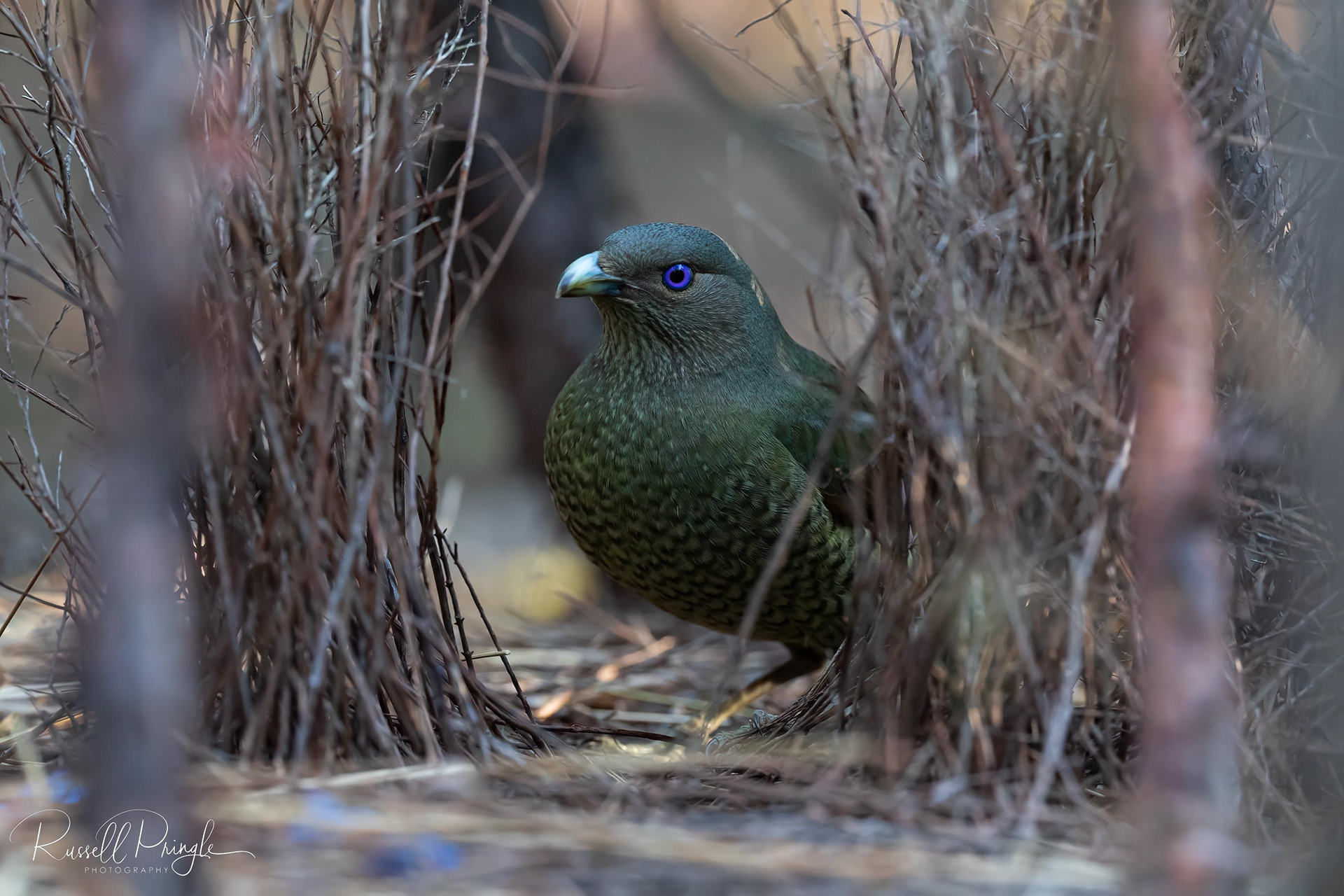 Satin Bowerbird (Female)