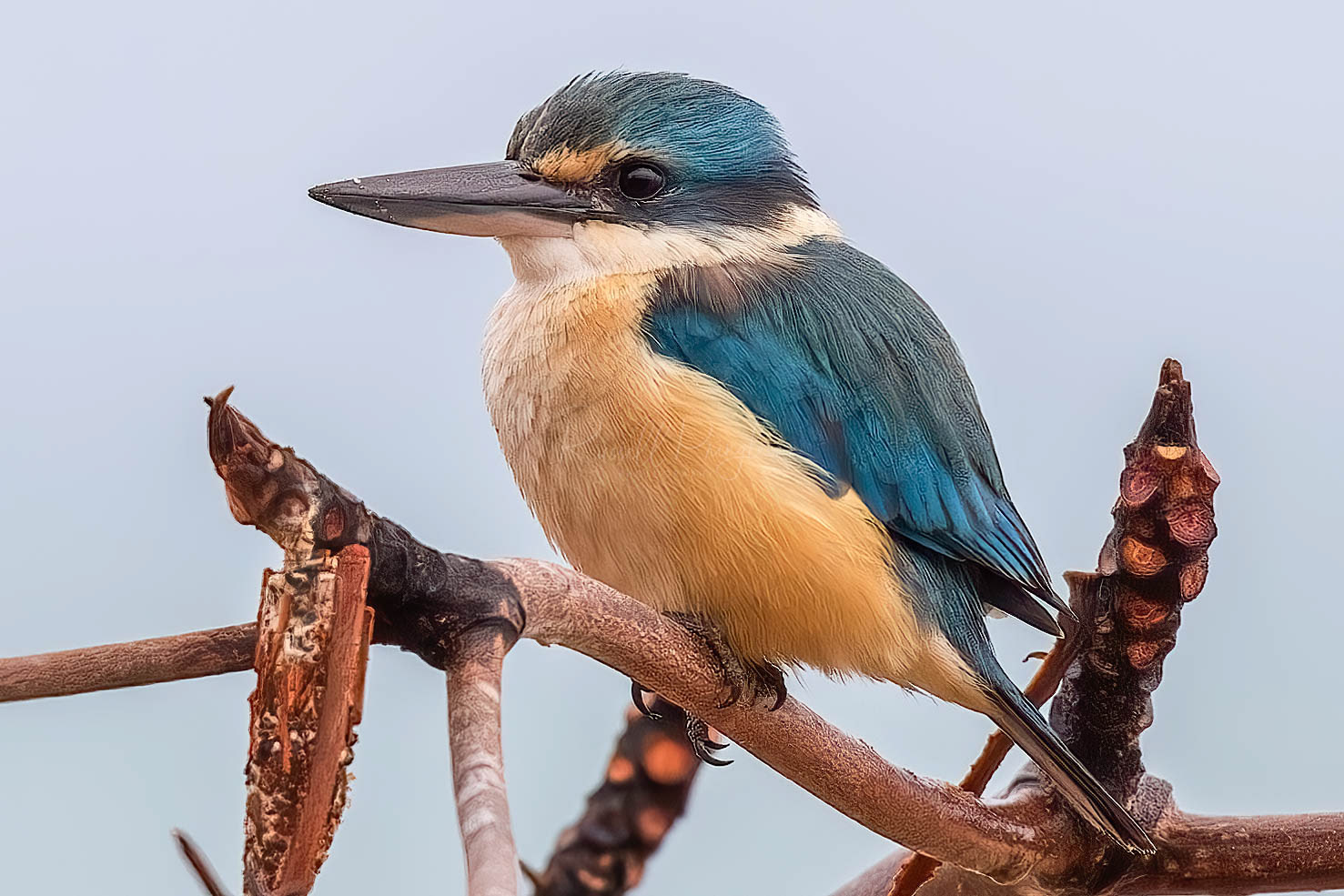 Sacred Kingfisher