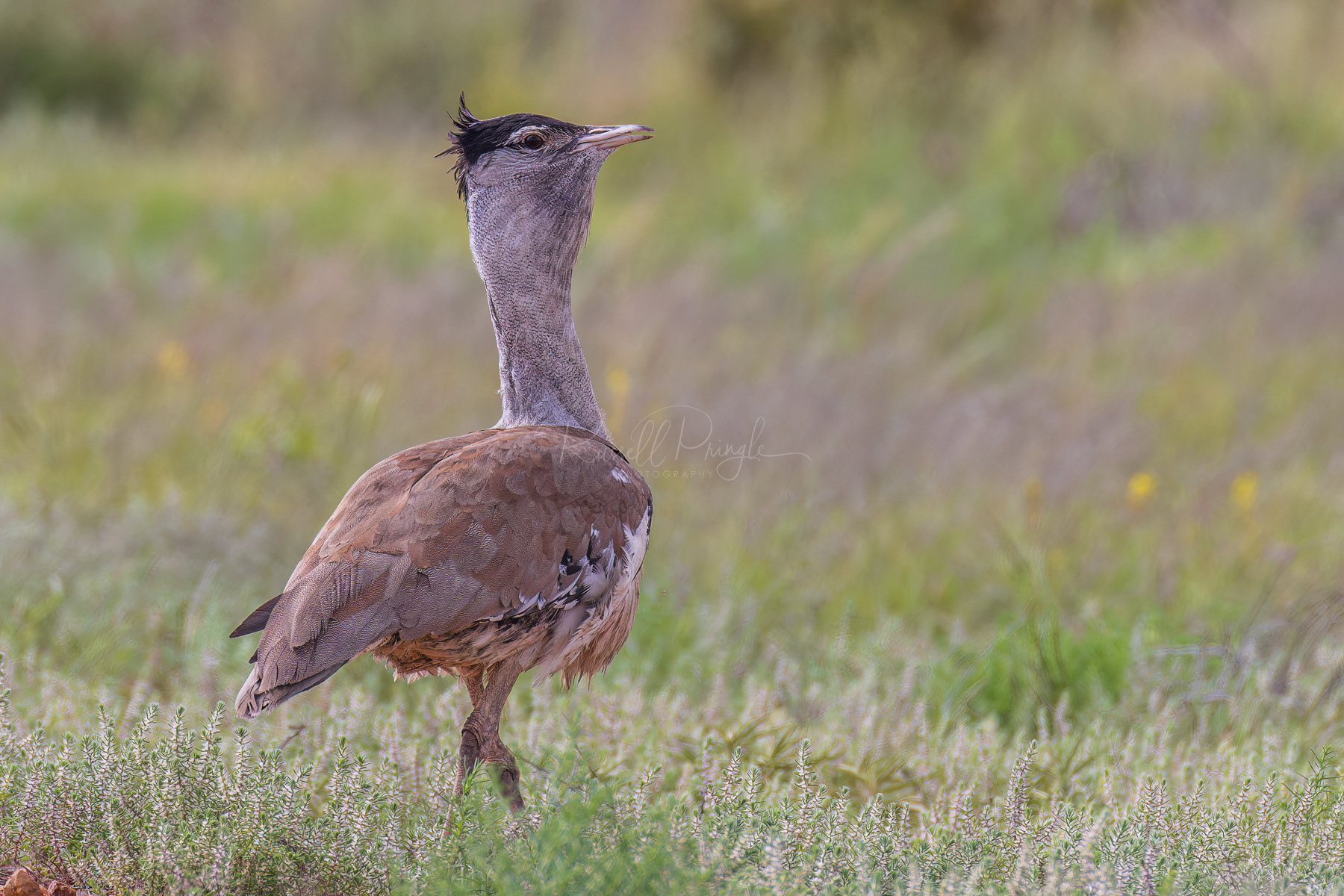 Australian Bustard 