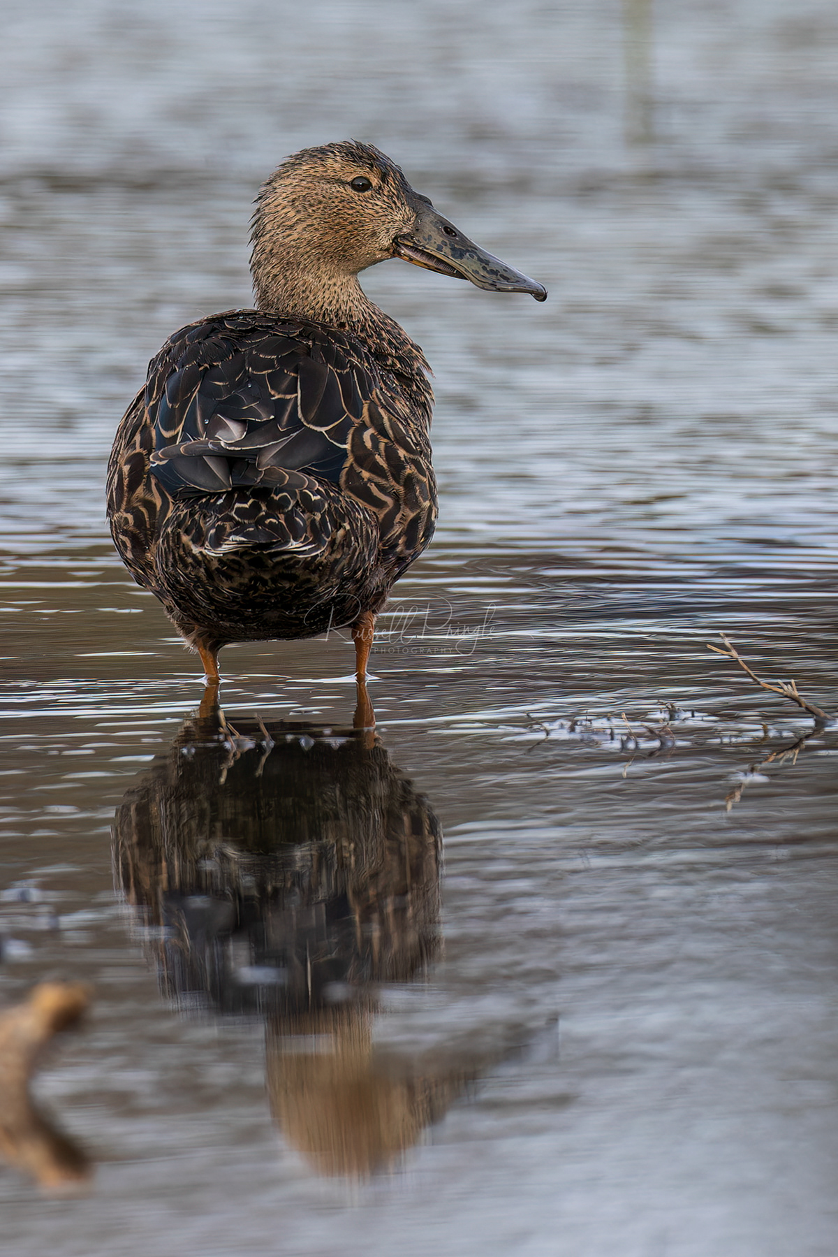 Australian Shoveler (juvinile)