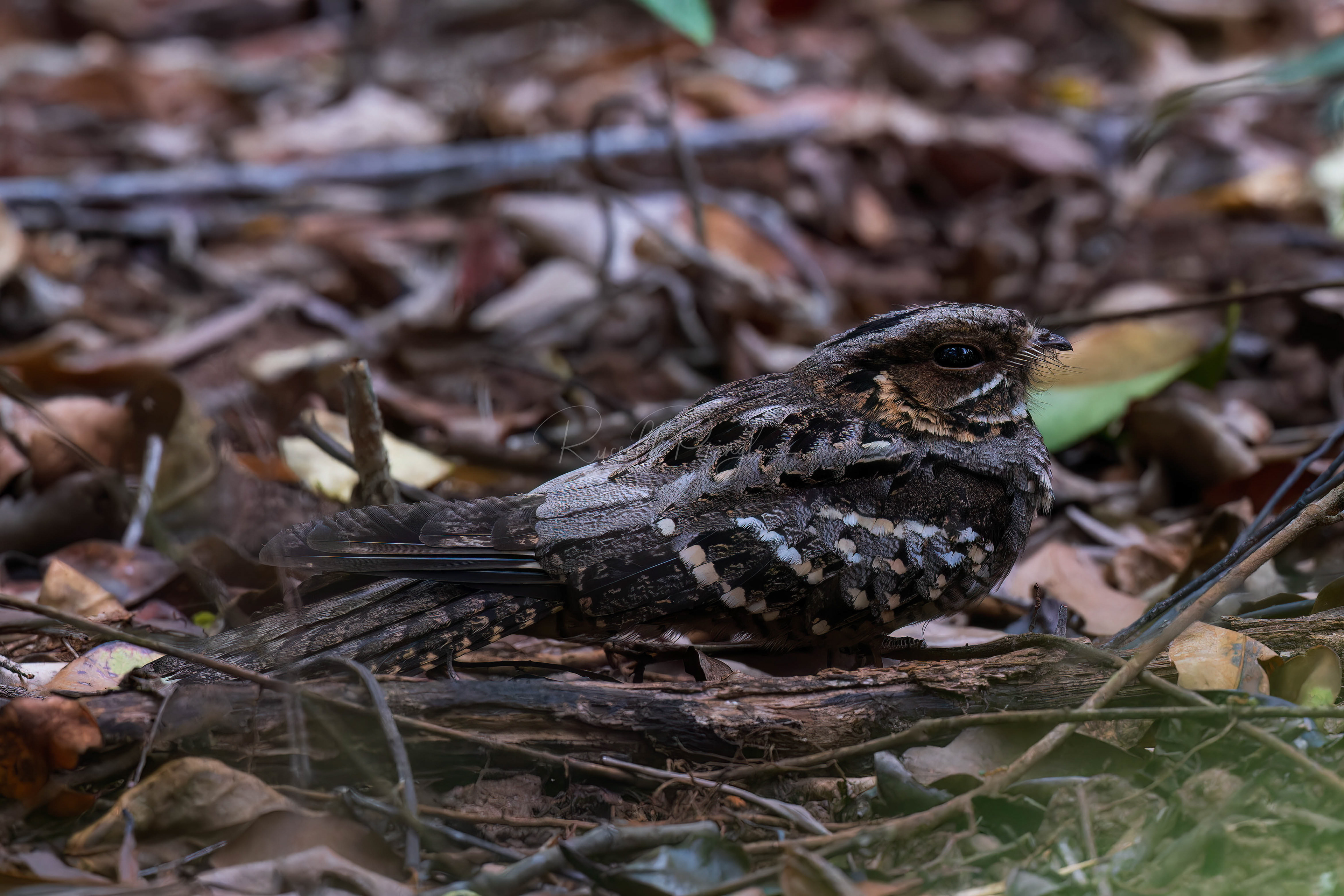 Large-tailed Nightjar
