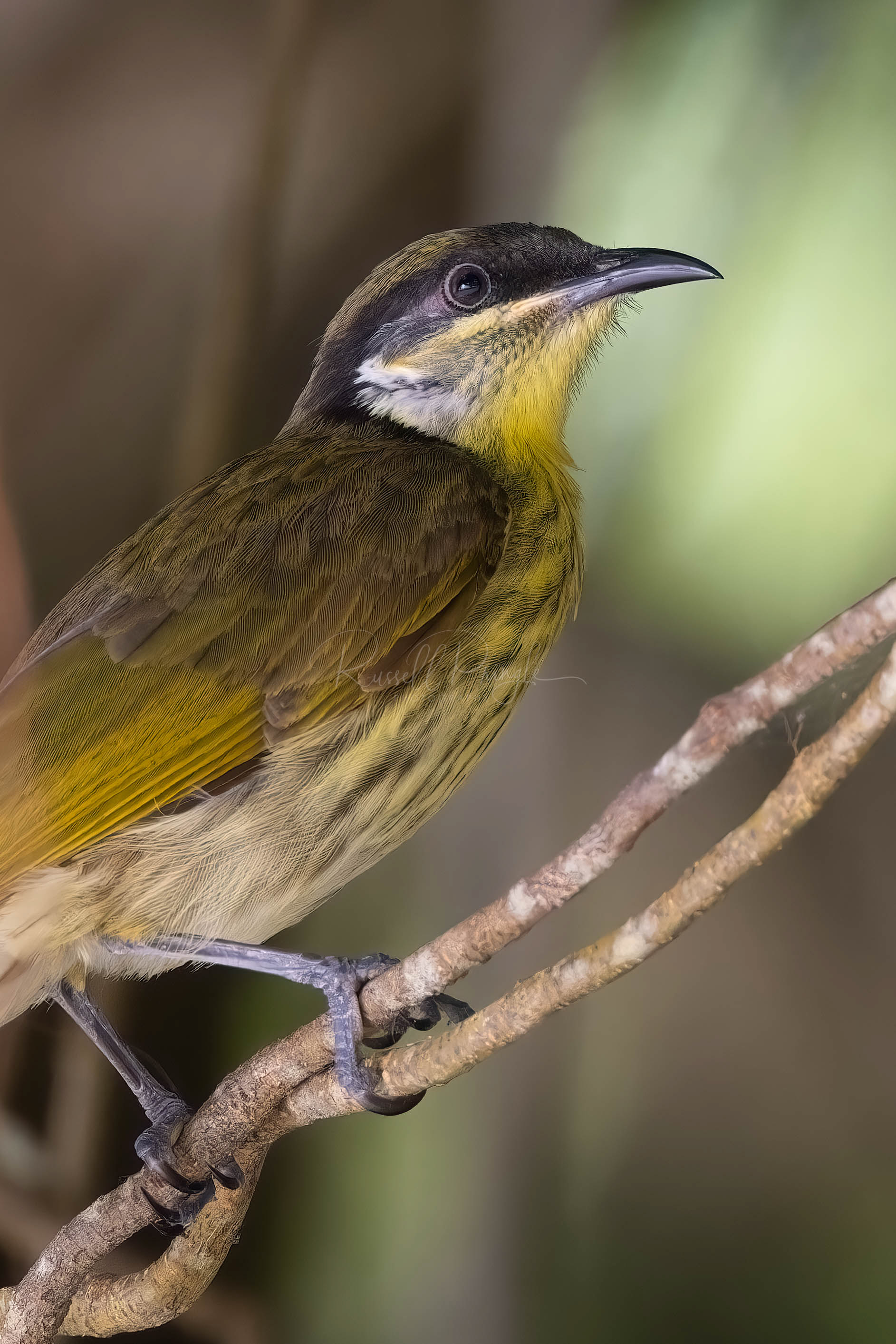 Varied Honeyeater