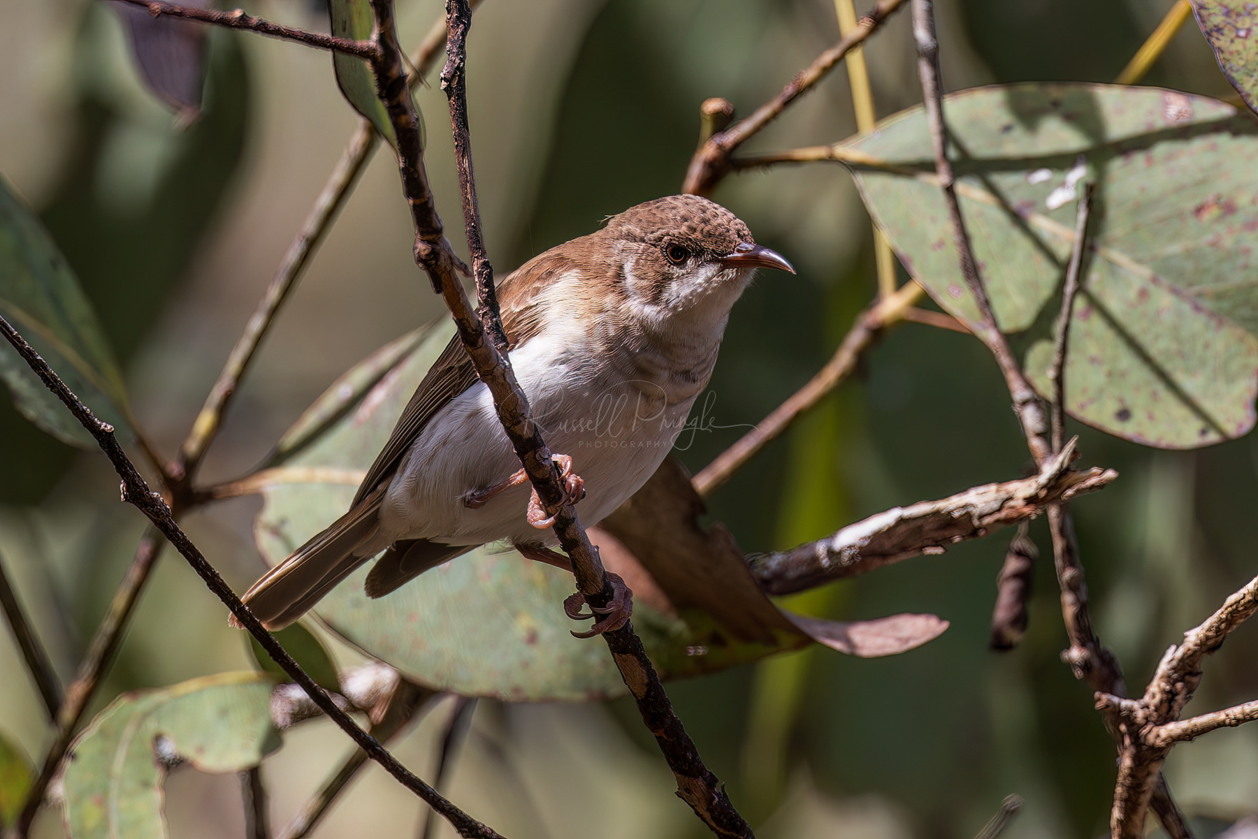 Brown-backed Honeyeater