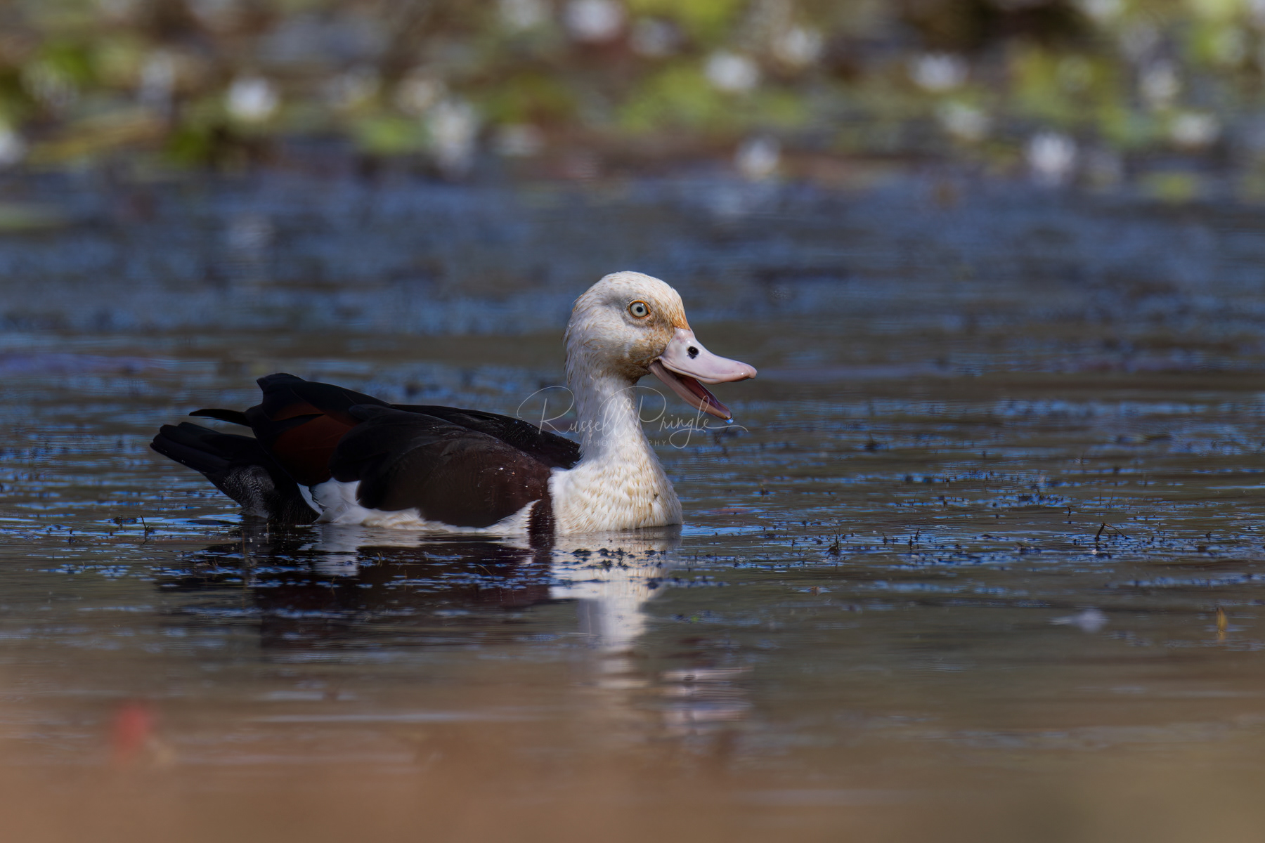 Radjah Shelduck