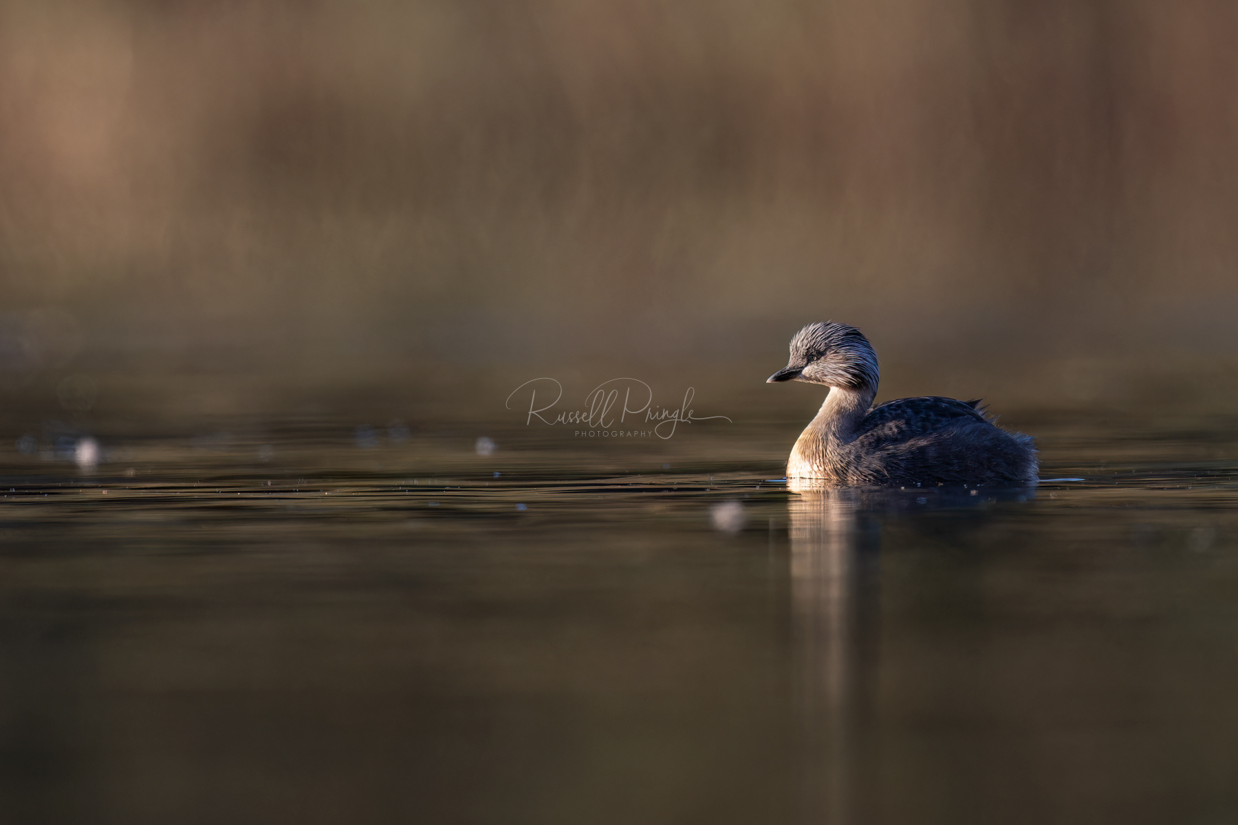 Hoary -headed Grebe