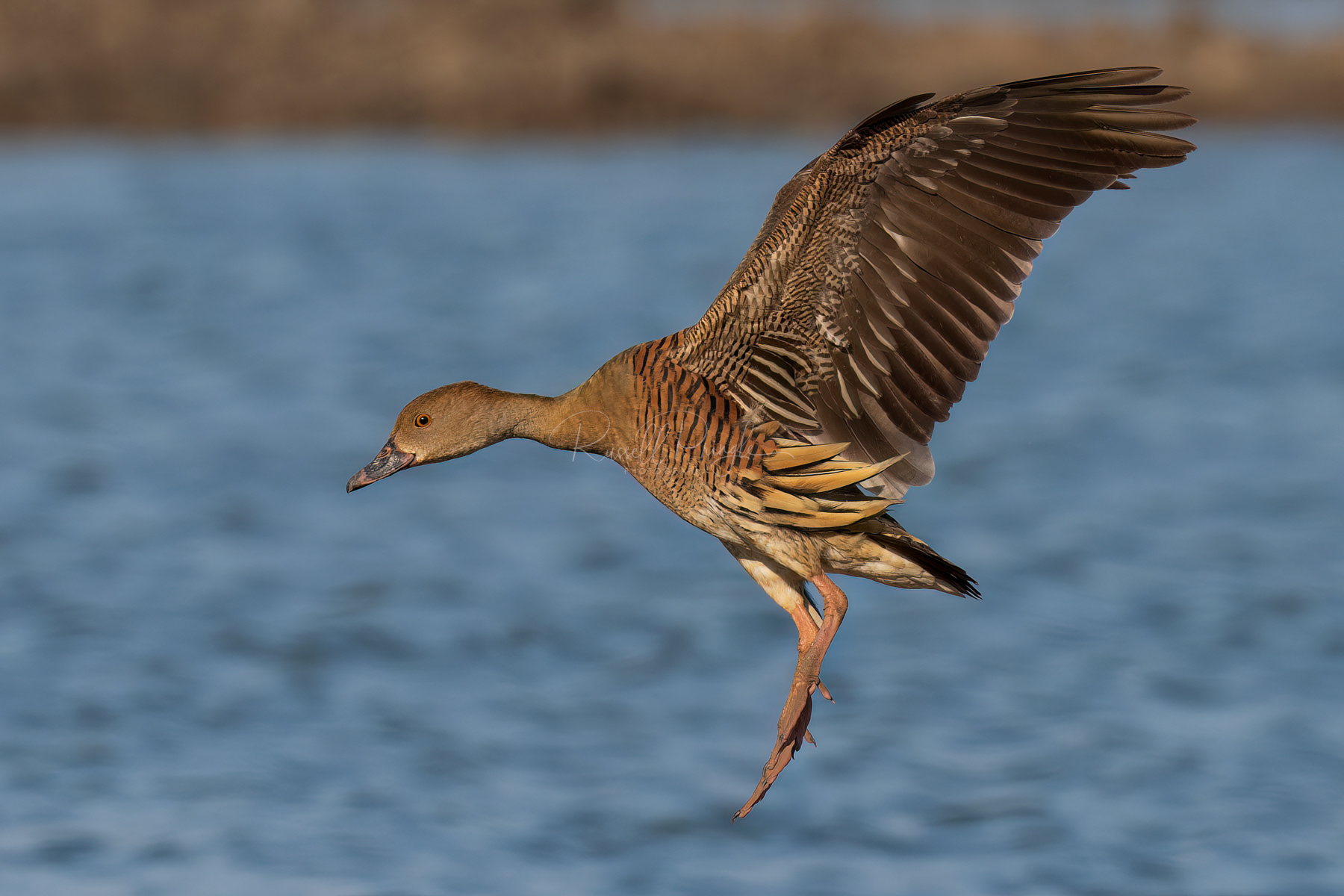 Plumed Whistling-Duck