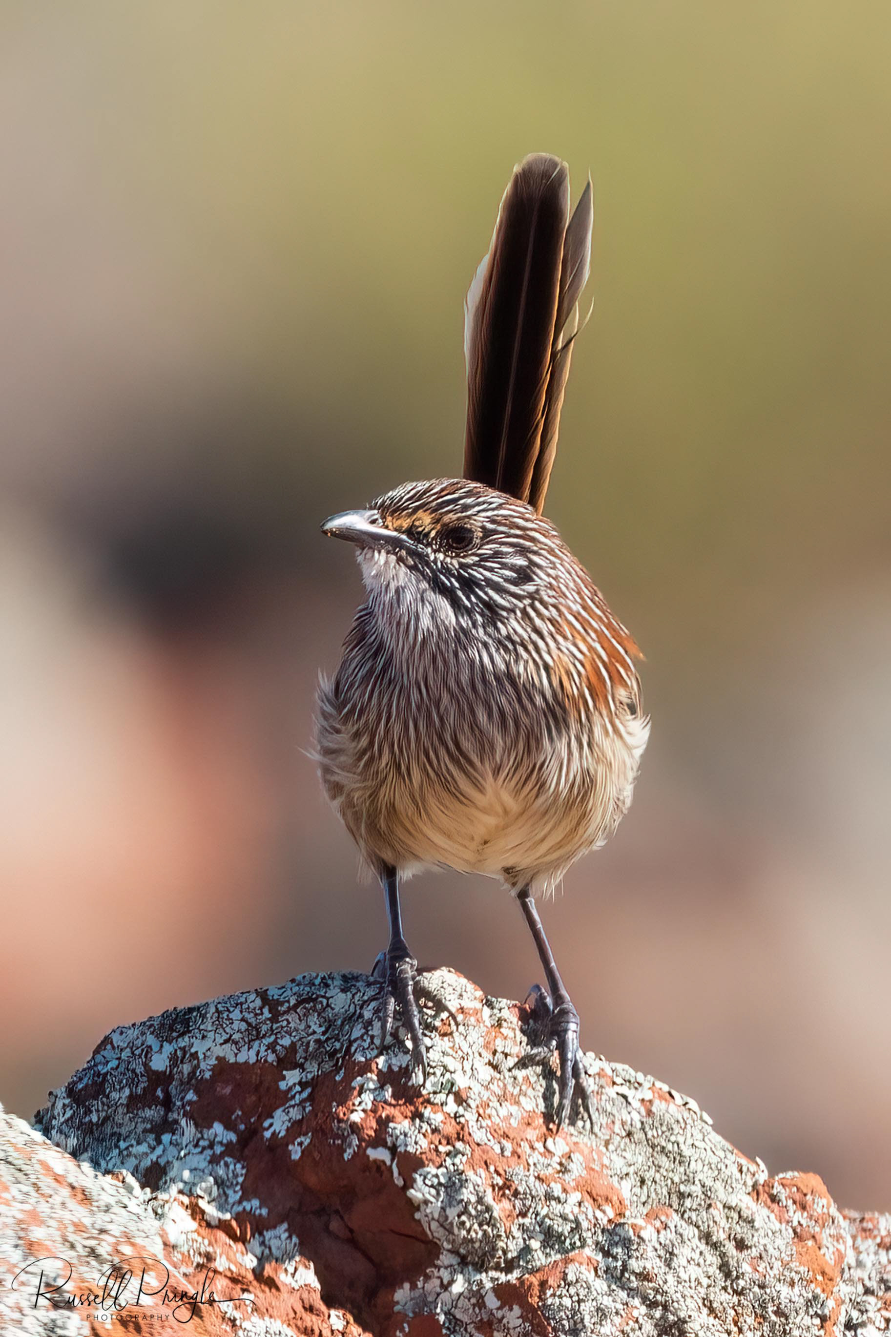 Short-tailed Grasswren