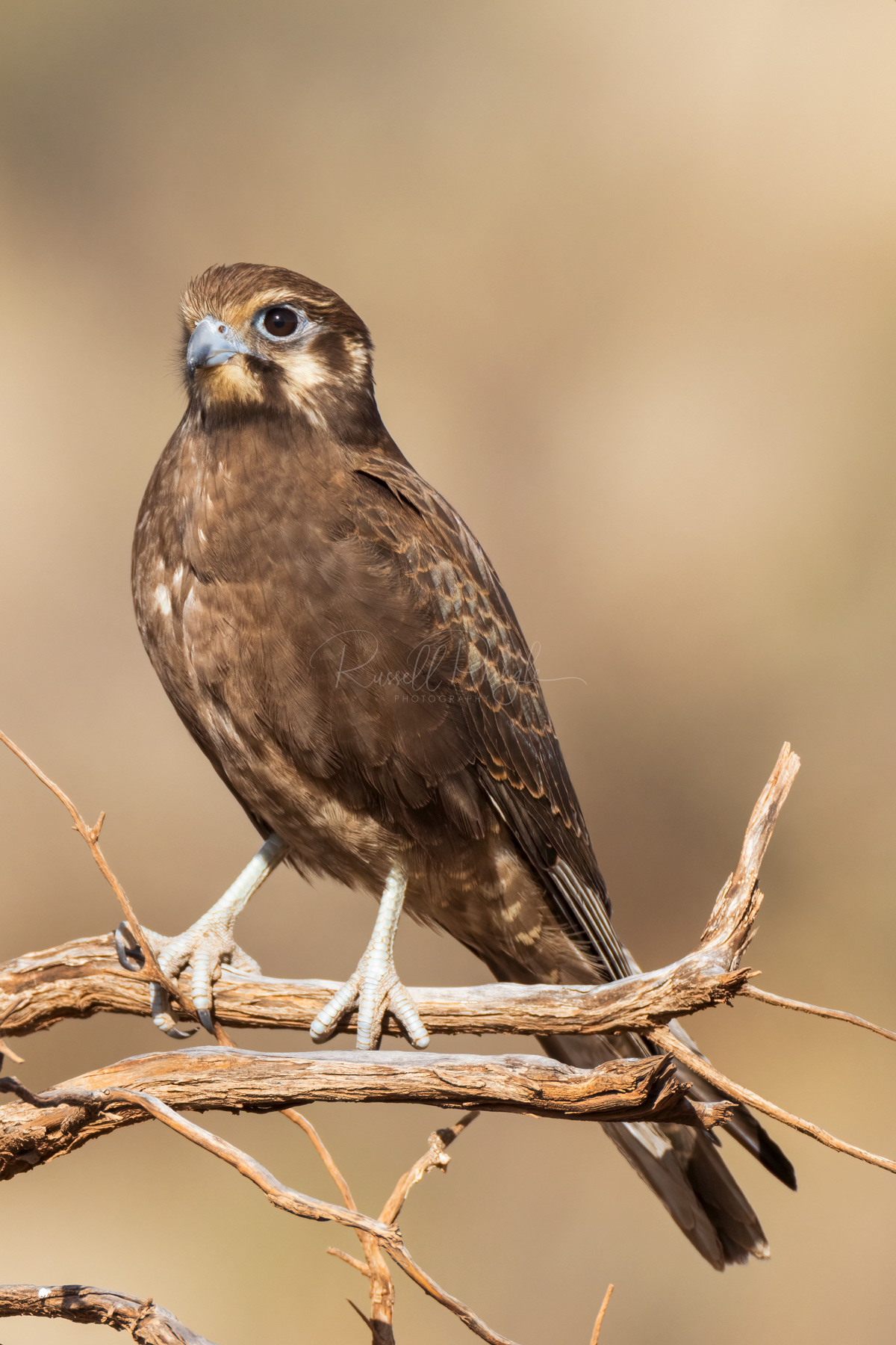 Brown Falcon 