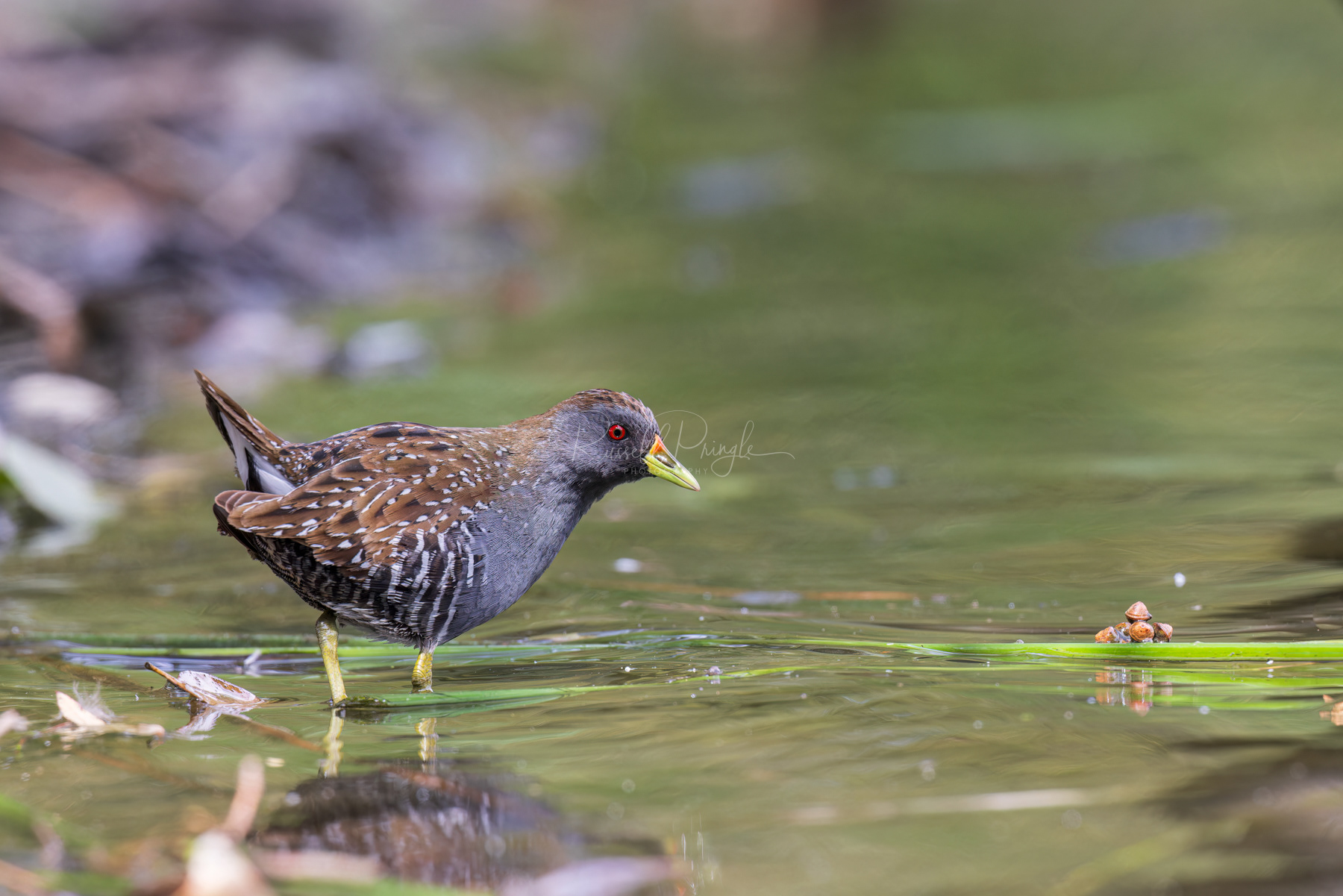 Australian Spotted Crake