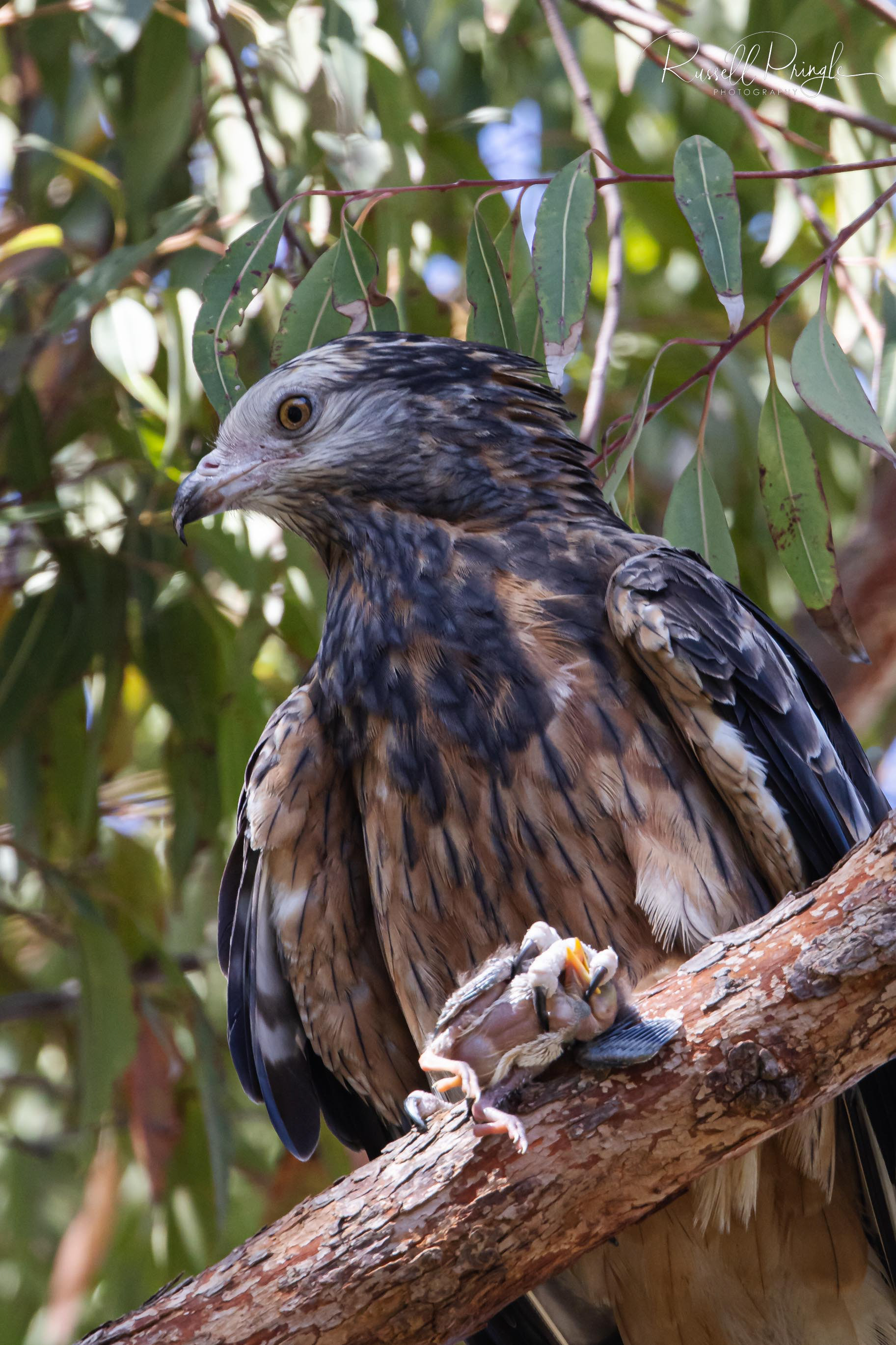 Square-tailed Kite