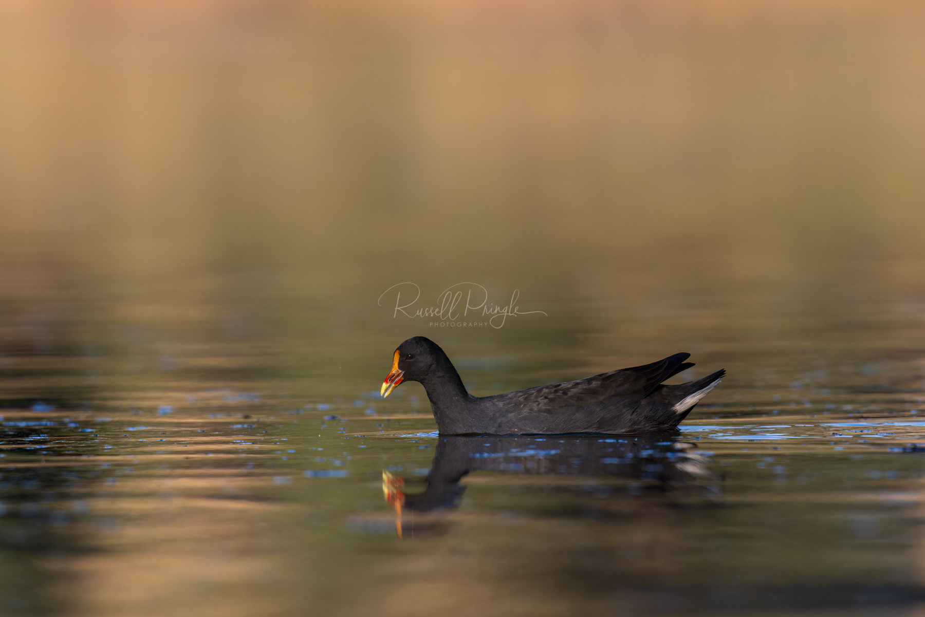 Dusky Moorhen