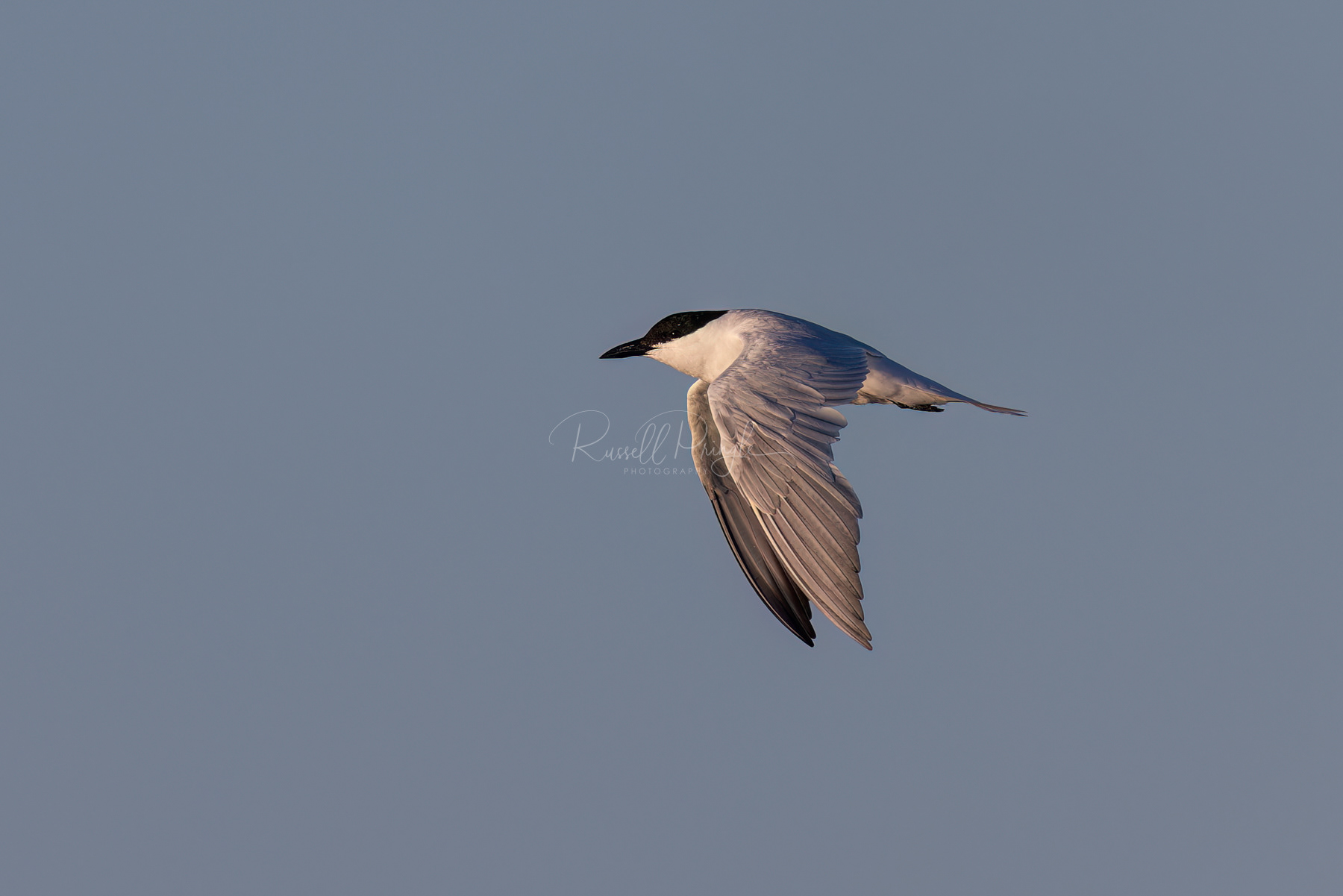 Gull-billed Tern (breeding)