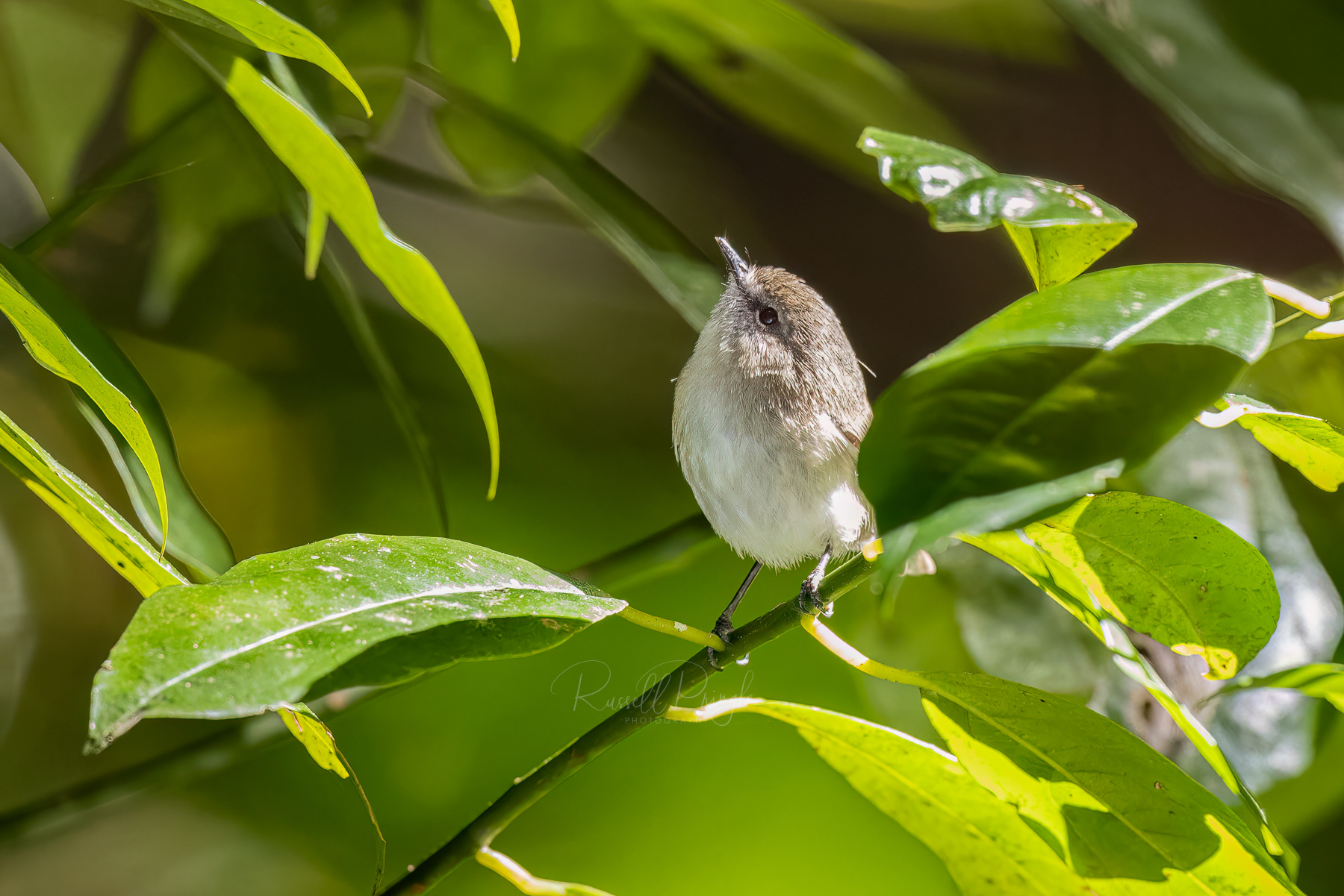 Brown Thornbill