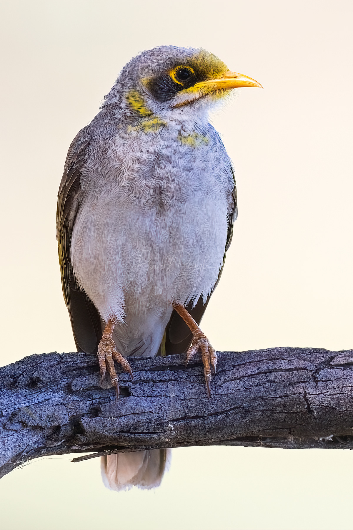 Yellow-throated Miner