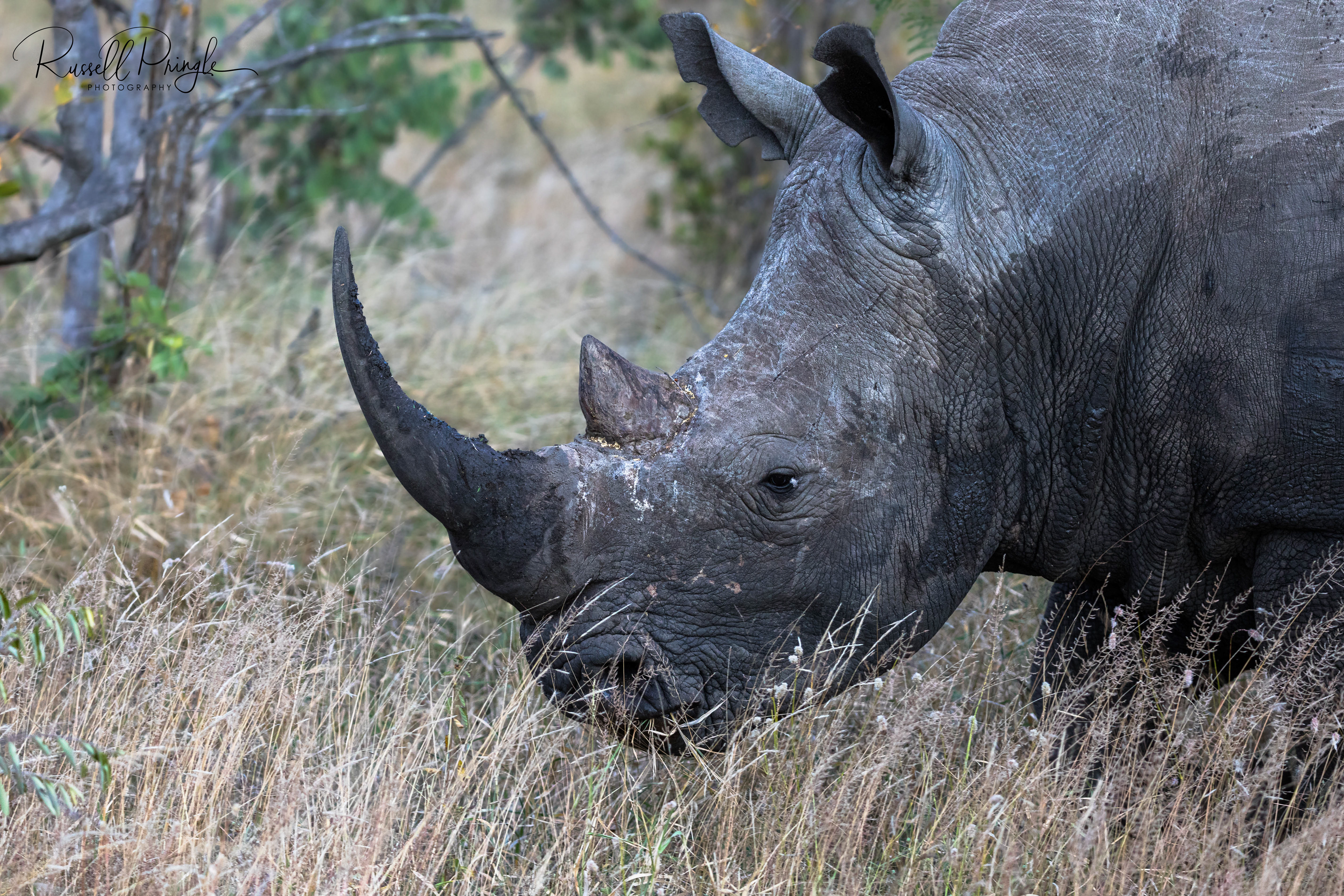 White Rhino-Timbavati