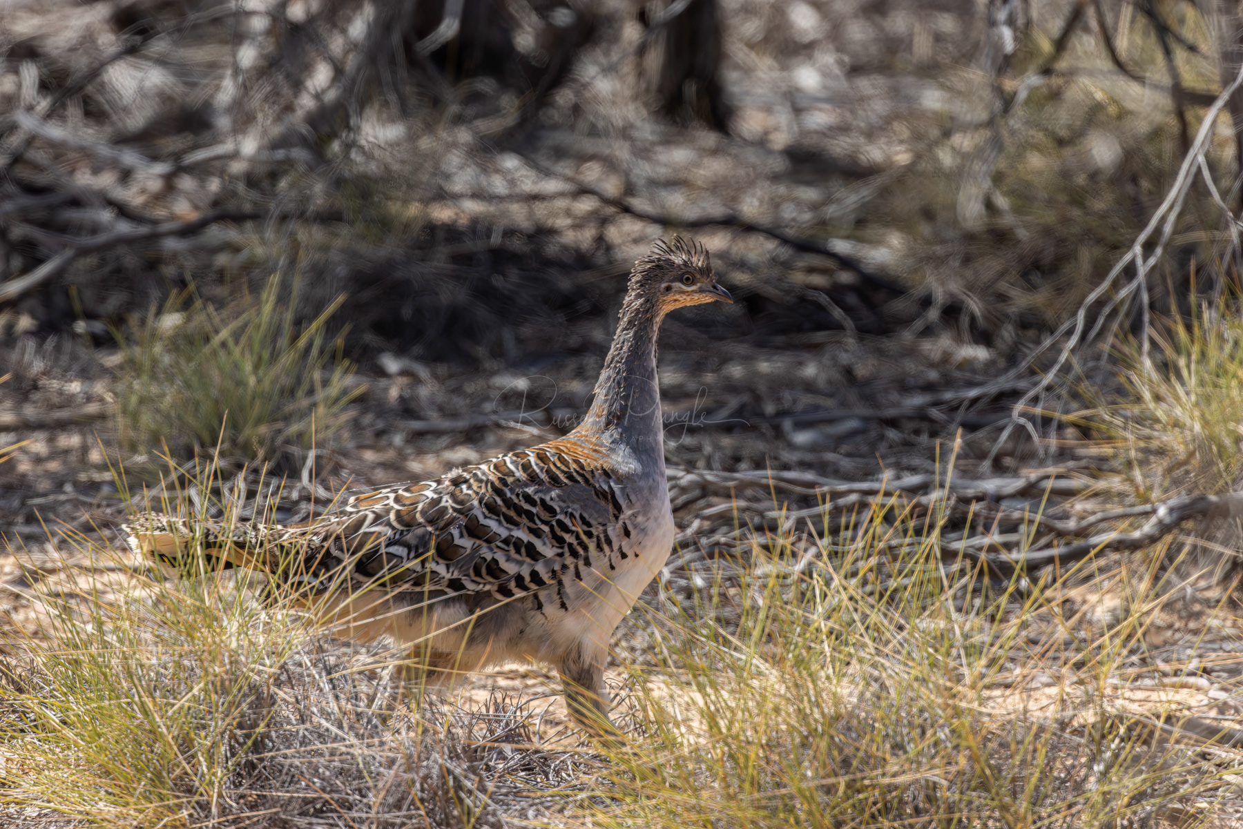 Malleefowl