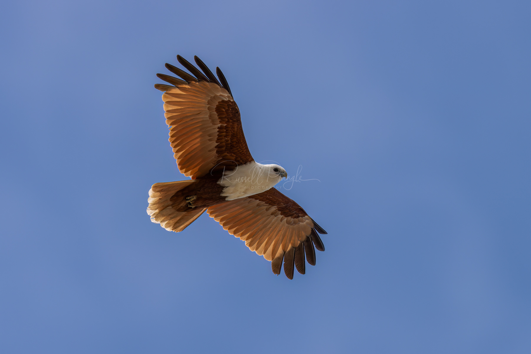 Brahminy Kite