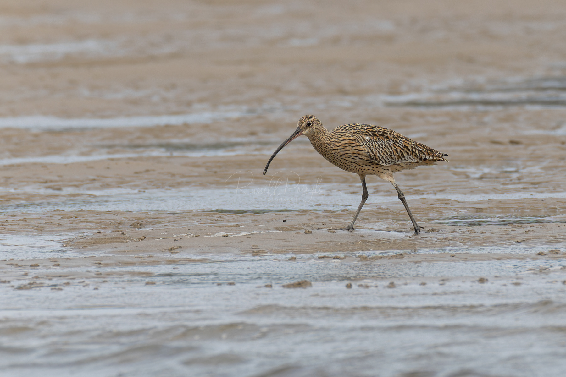 Eastren Curlew