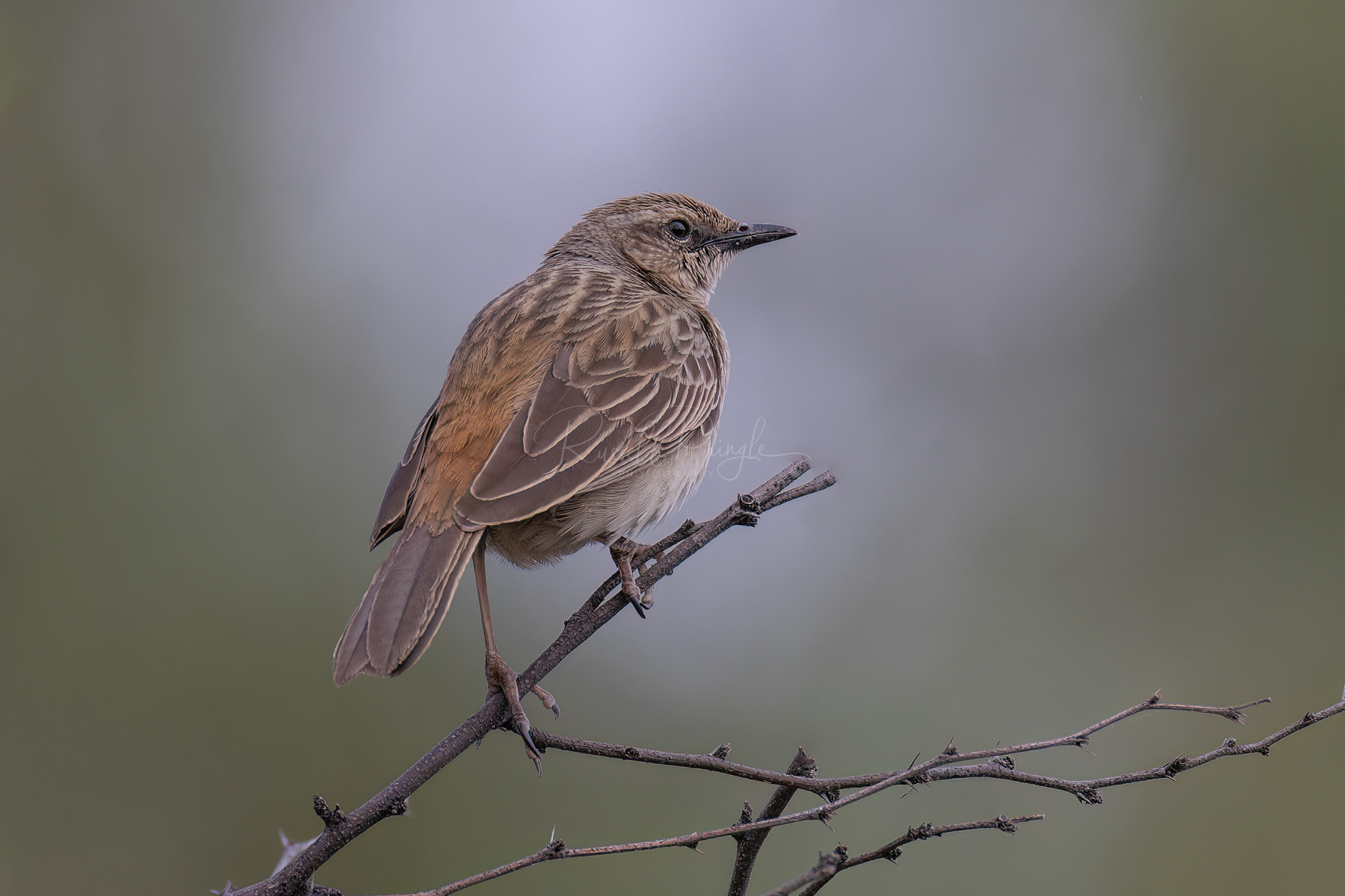 Rufous Songlark