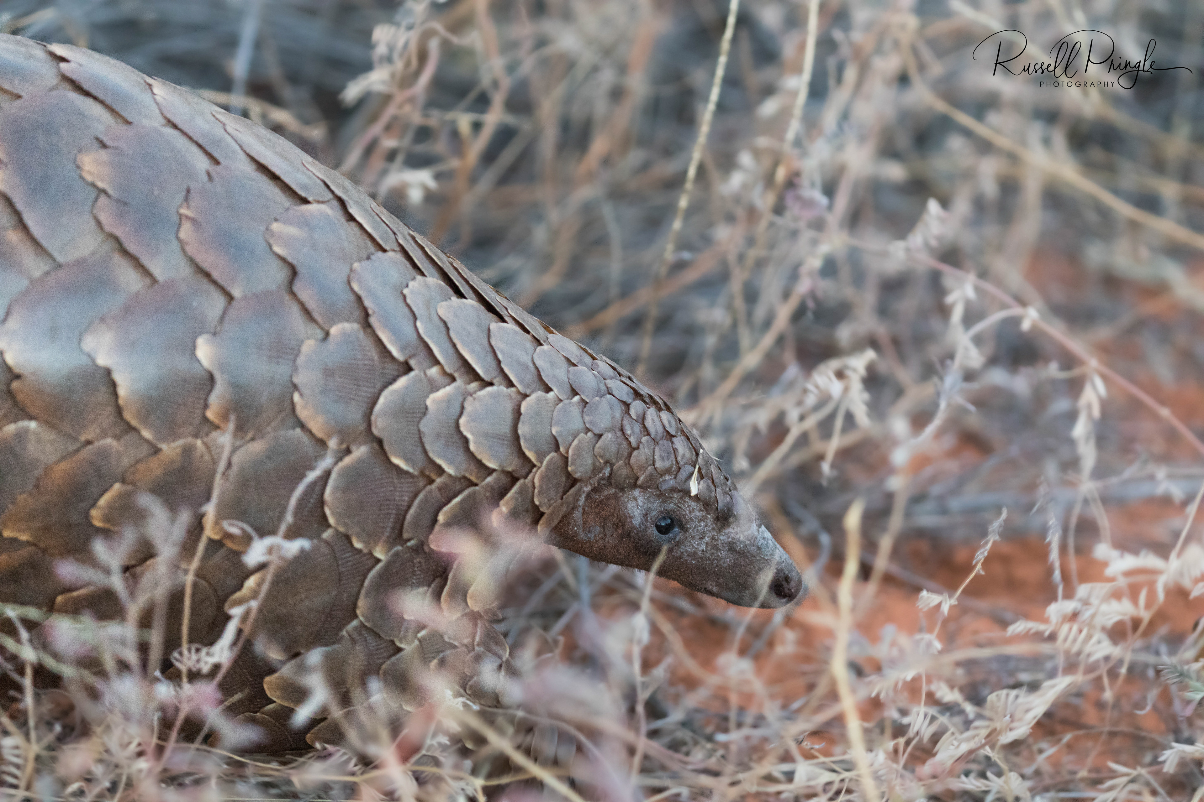 Pangolin-Tswalu