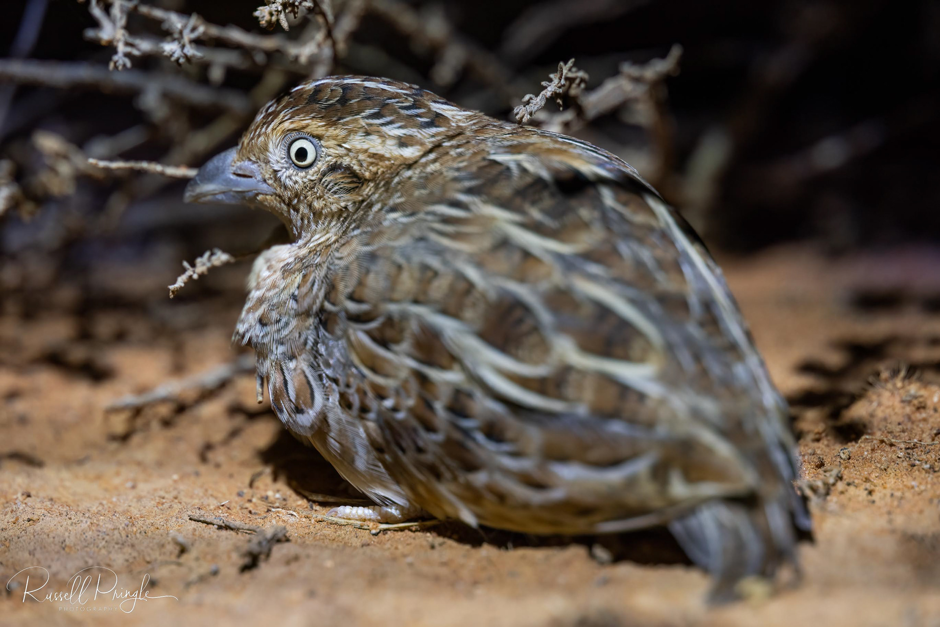 Little Button-Quail