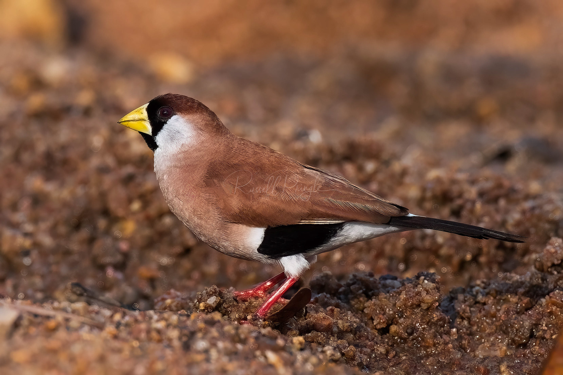 White-eared Masked Finch
