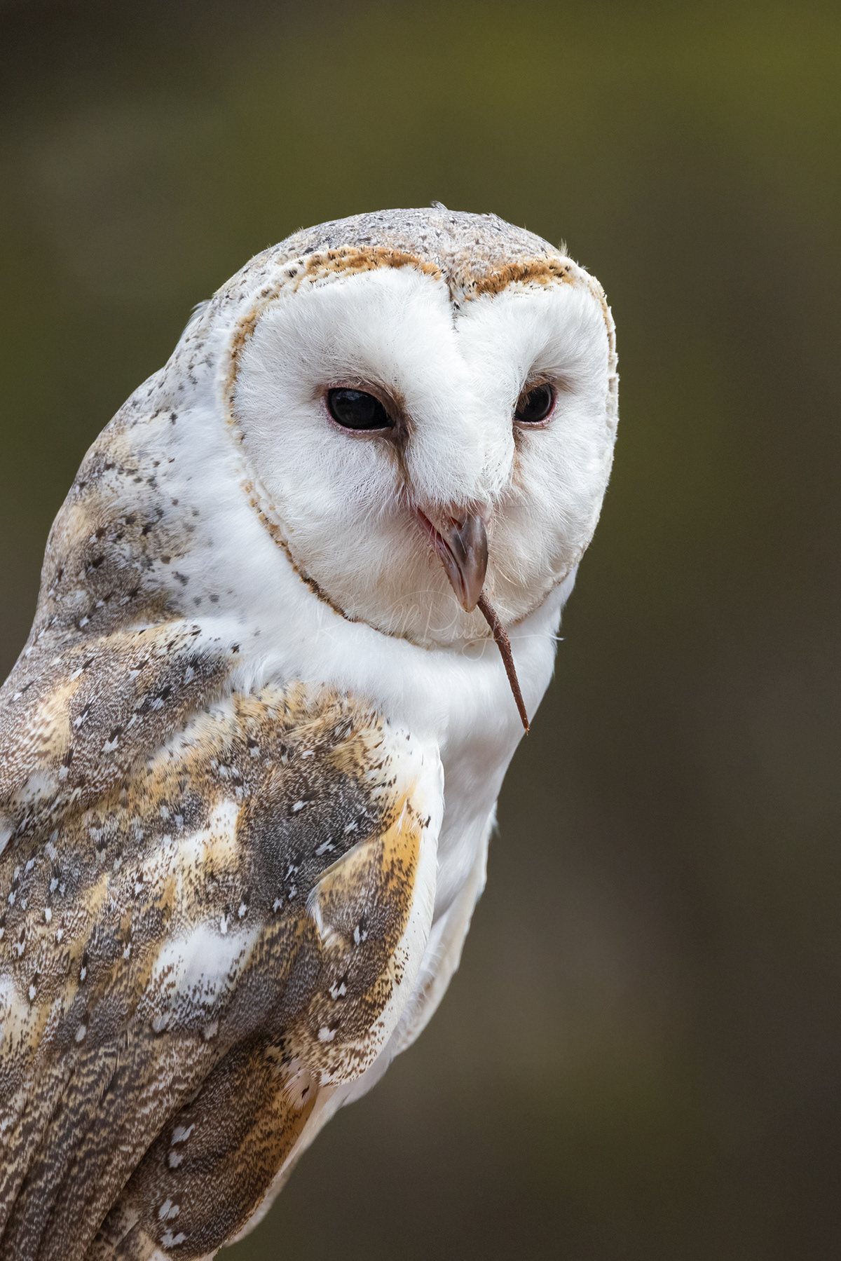 Barn Owl