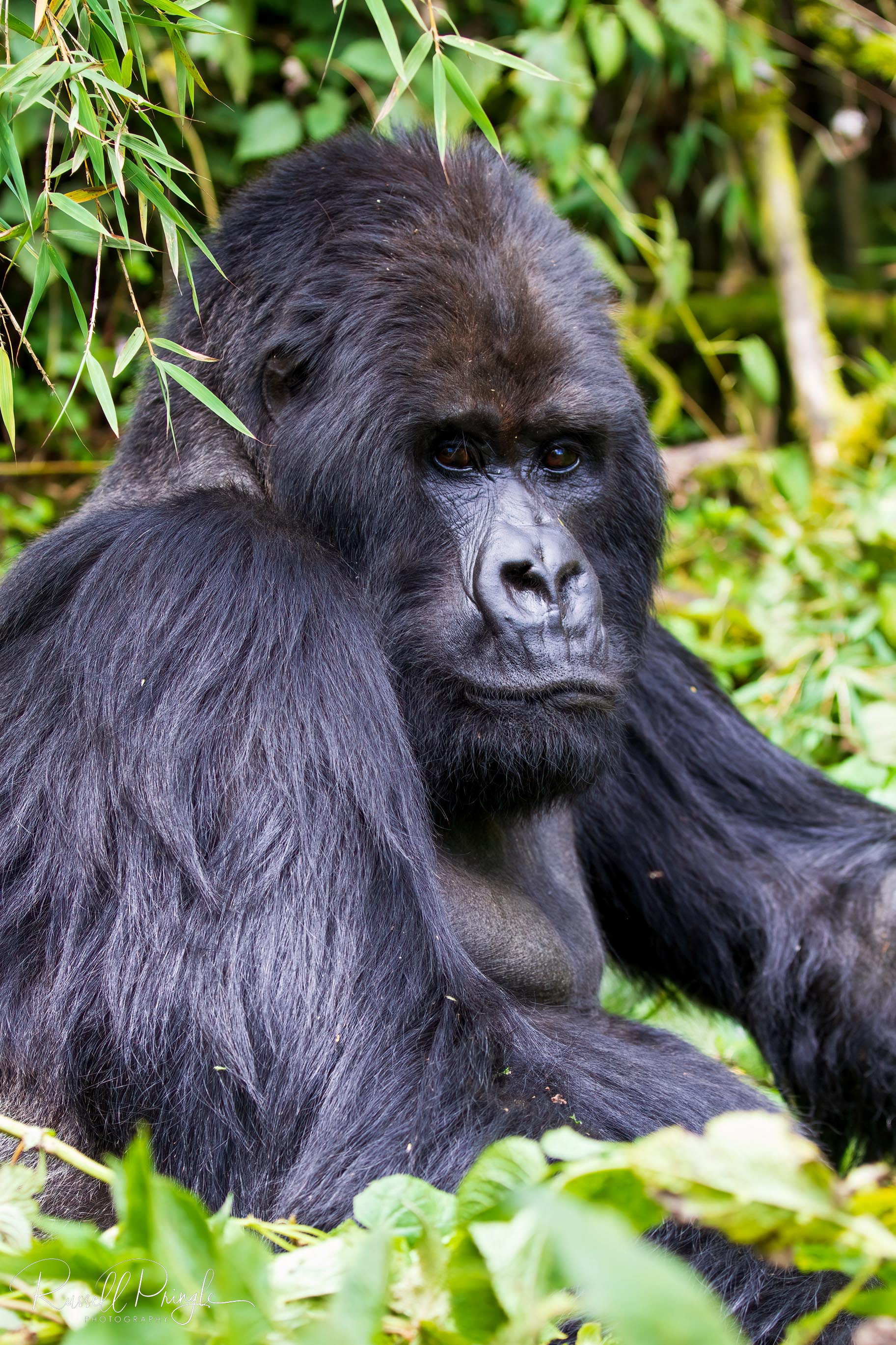 Mountain Gorilla-Sabinyo Group