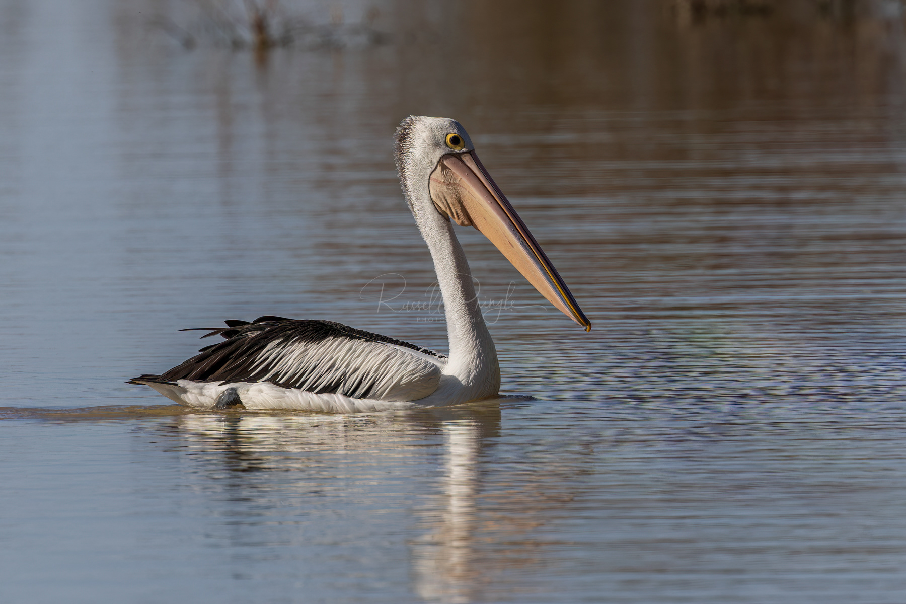 Australian Pelican