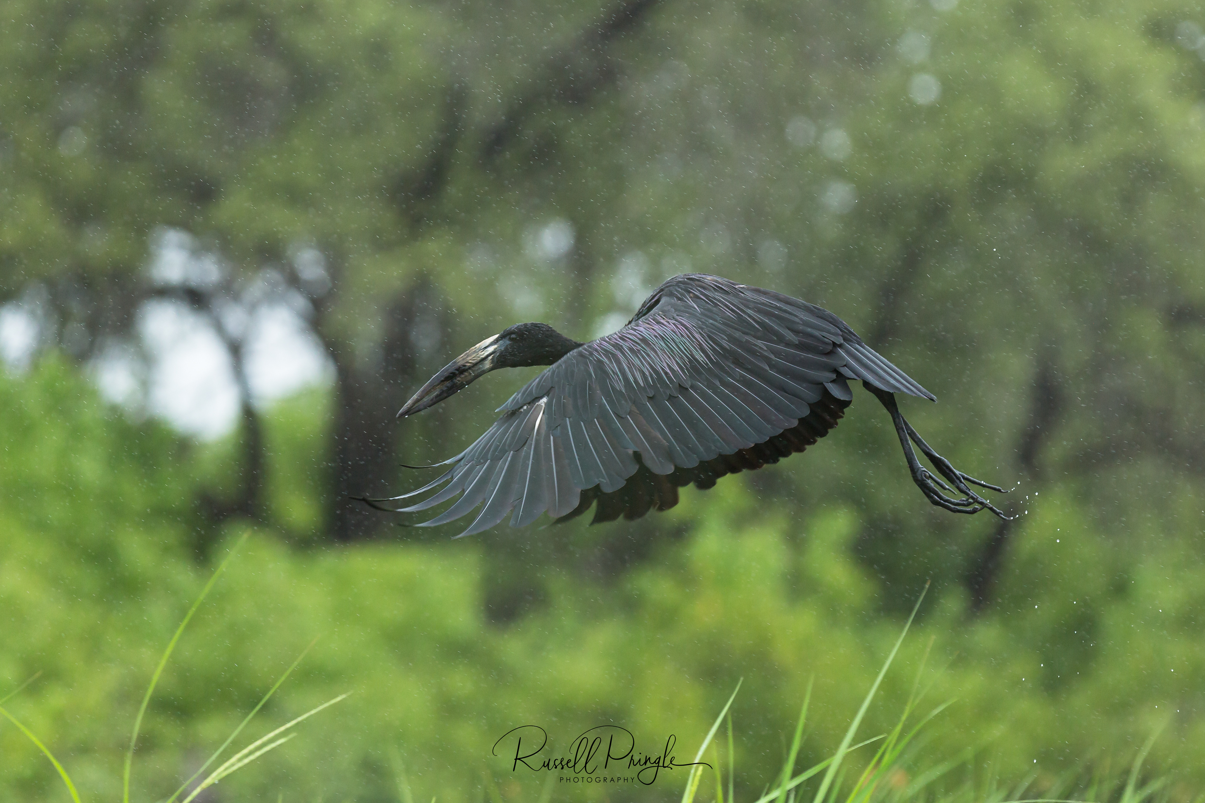 African Openbill
