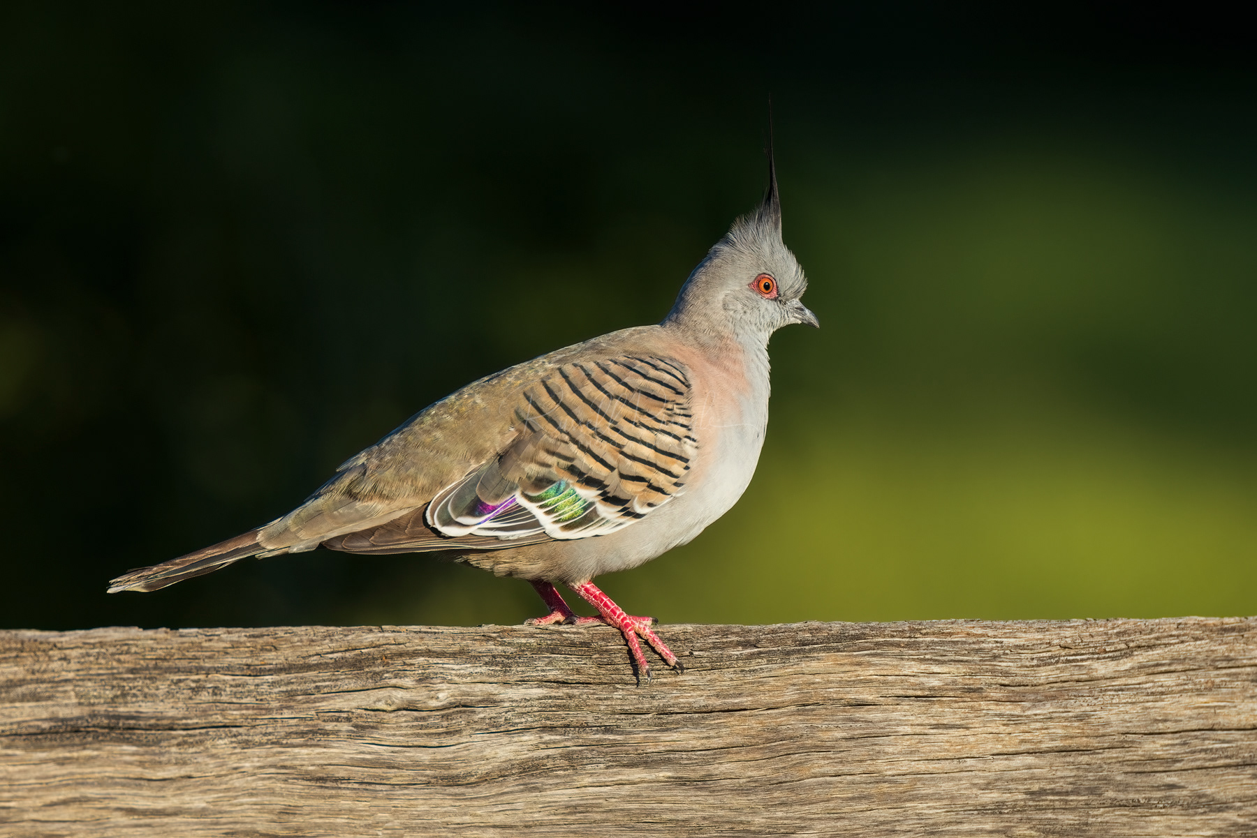 Crested Pigeon