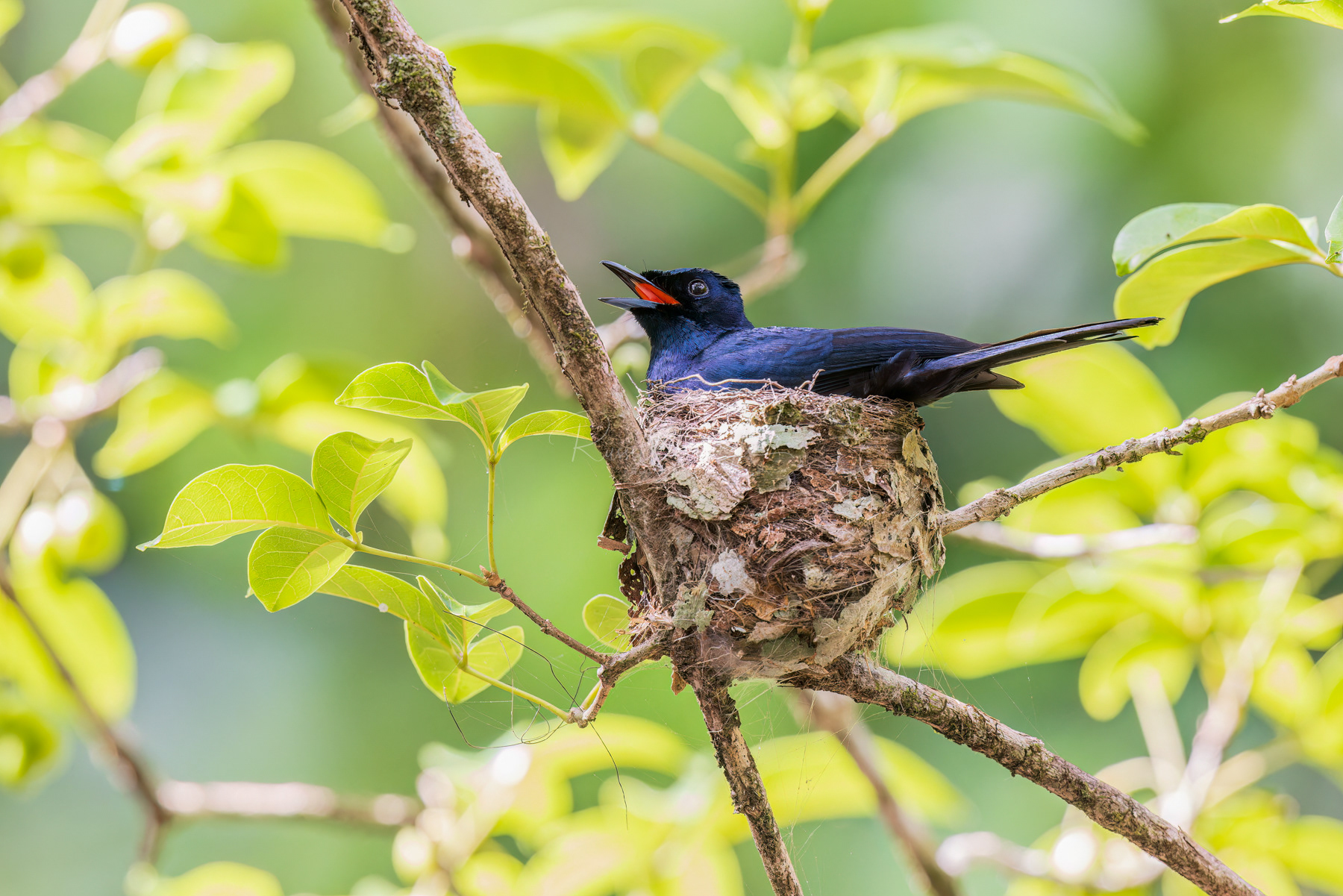 Satin Flycatcher (male)