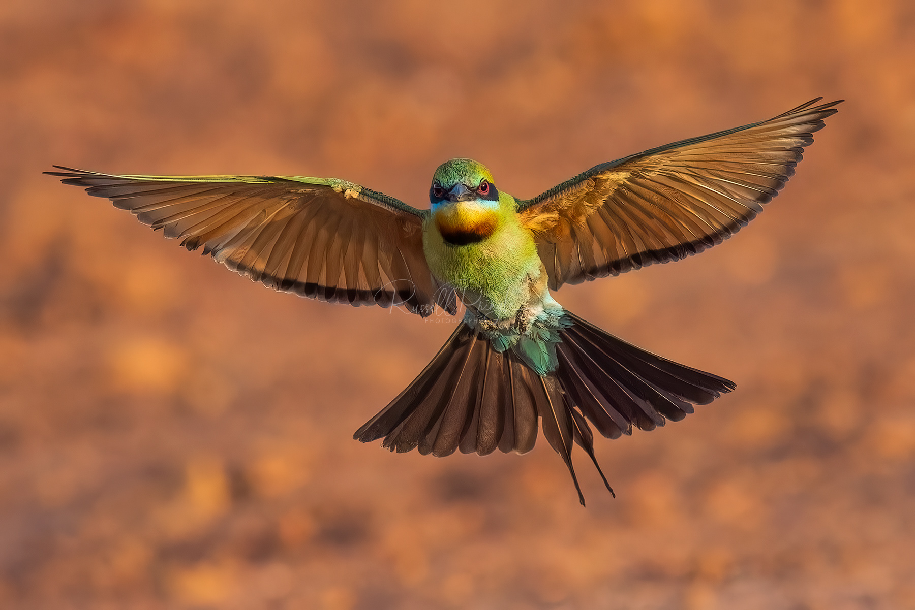 Rainbow Bee-eater