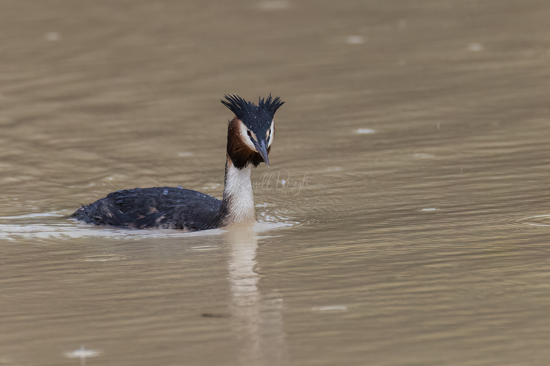 Great-crested Grebe