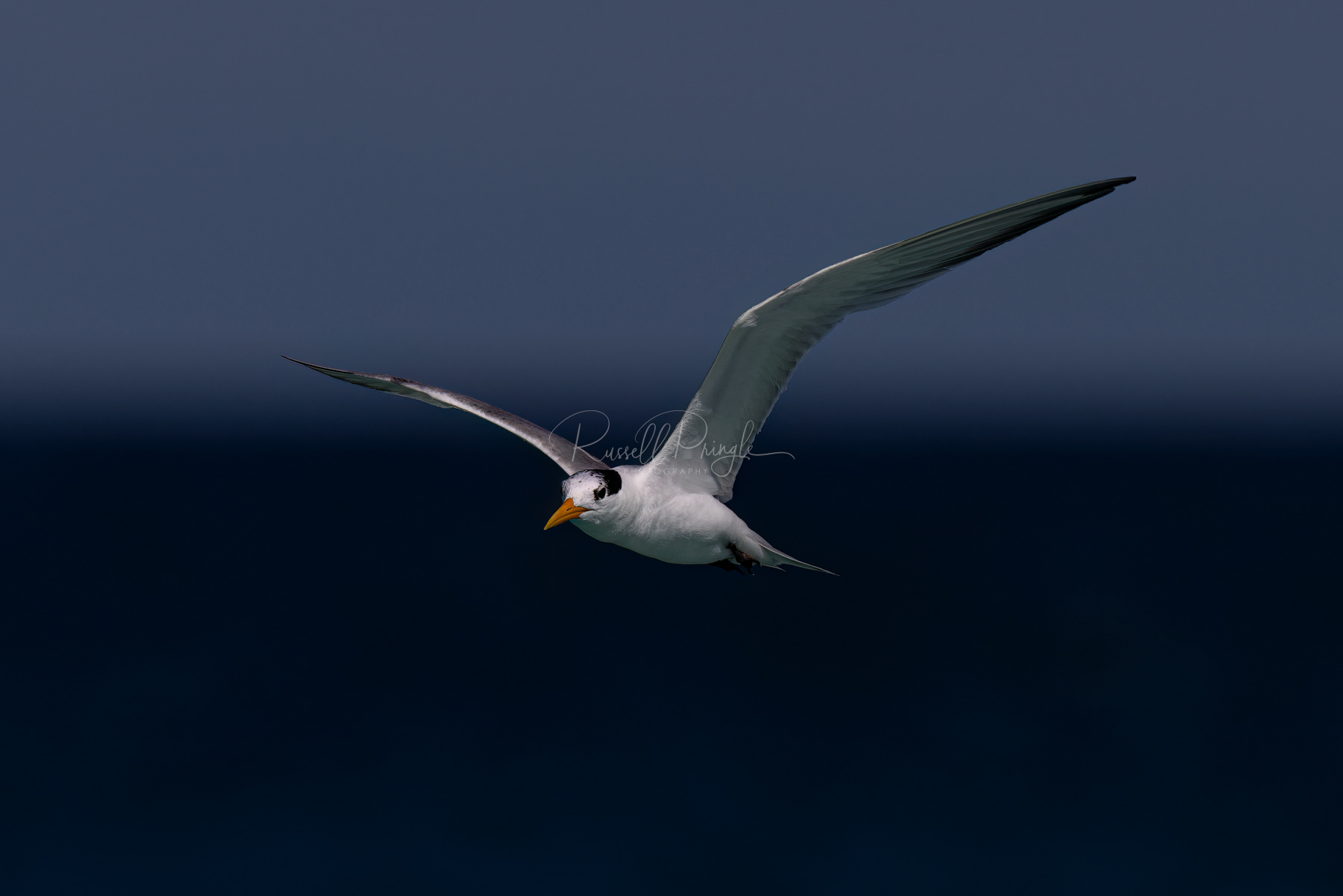 Lesser-creasted Tern (non breeding)