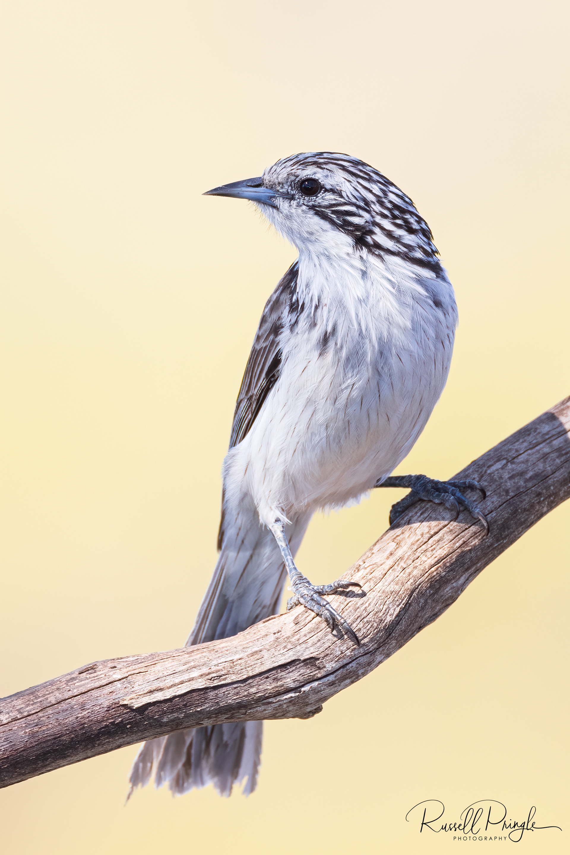 Striped Honeyeater