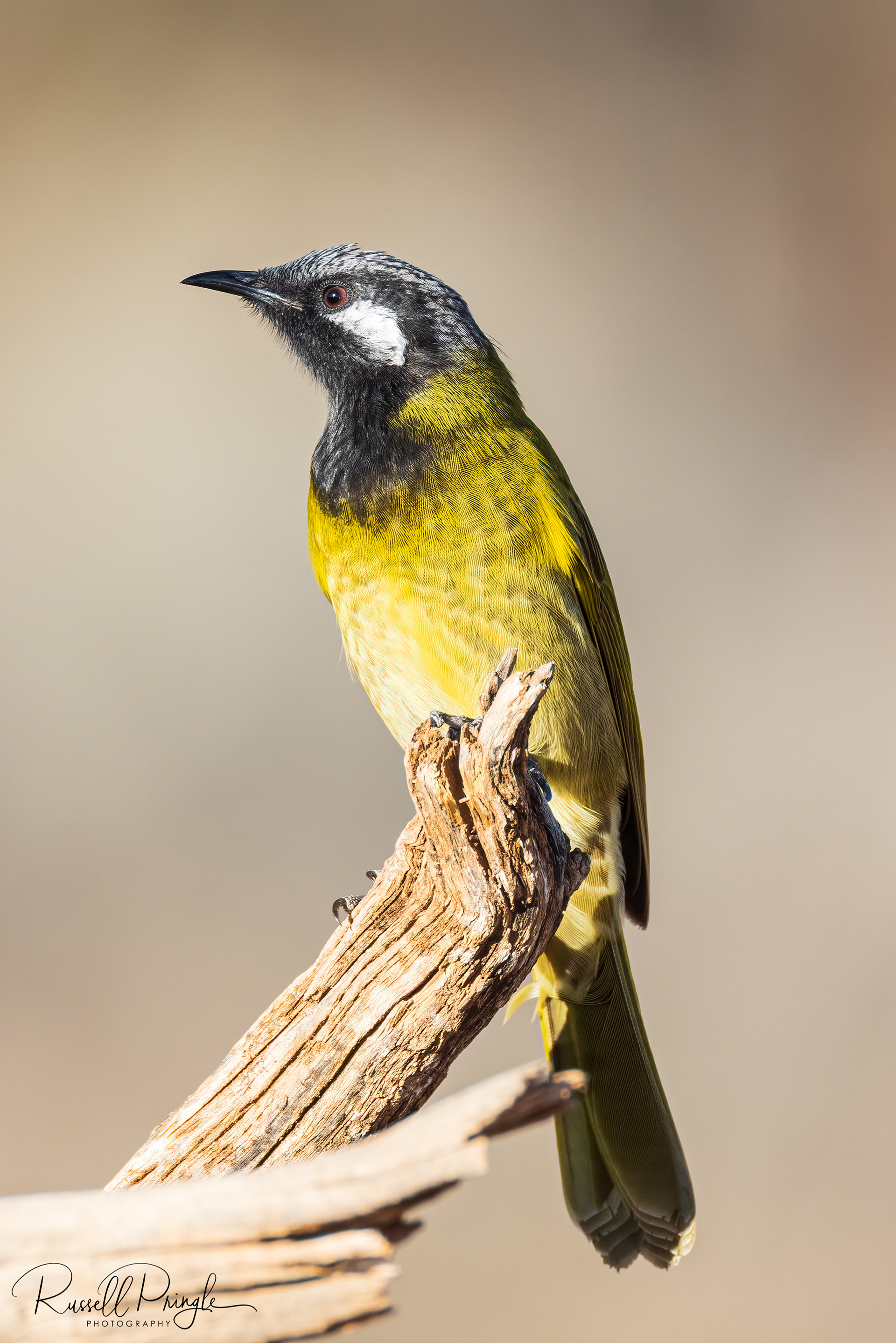 White-eared Honeyeater