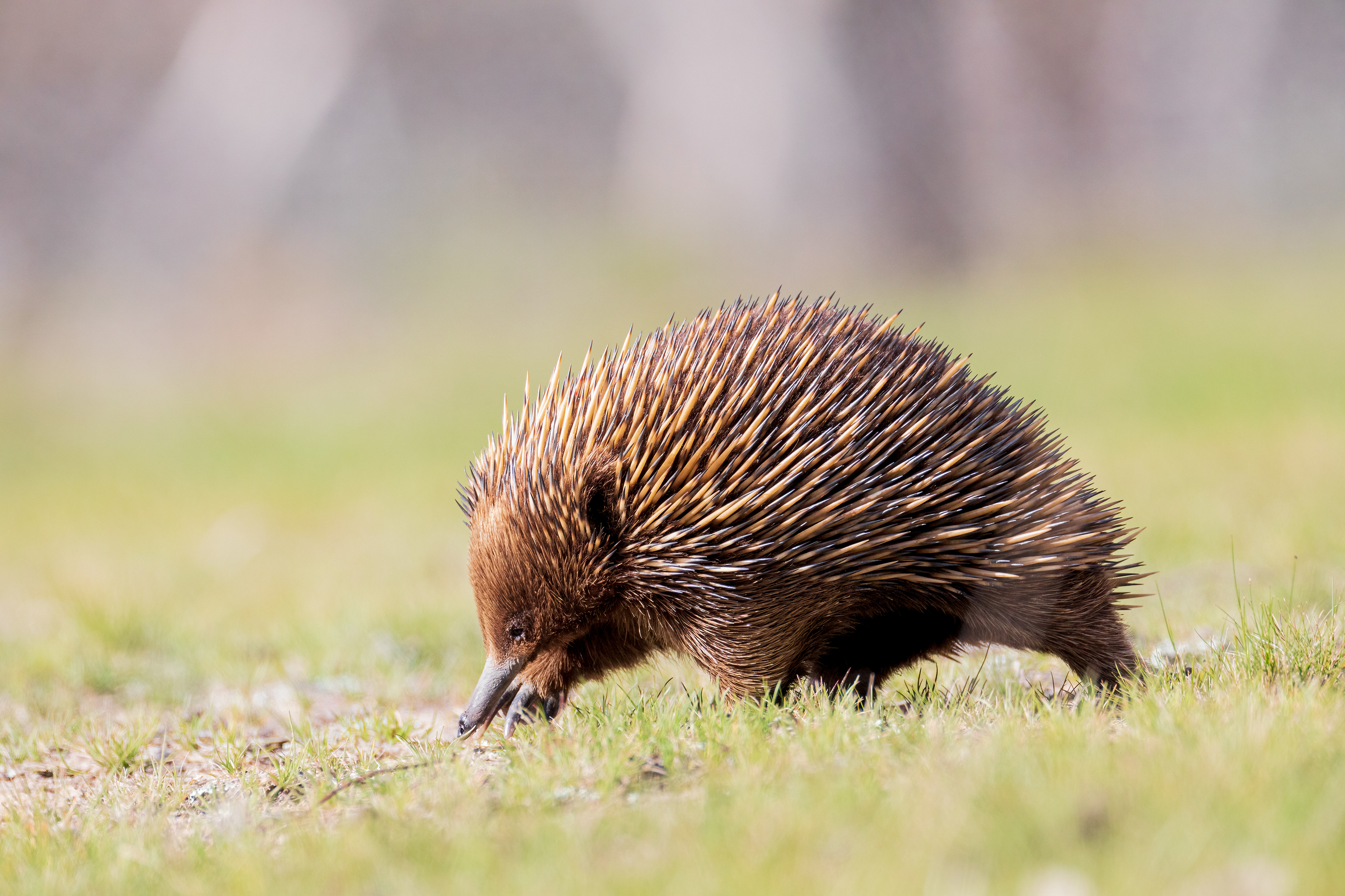 Short-beaked Echidna