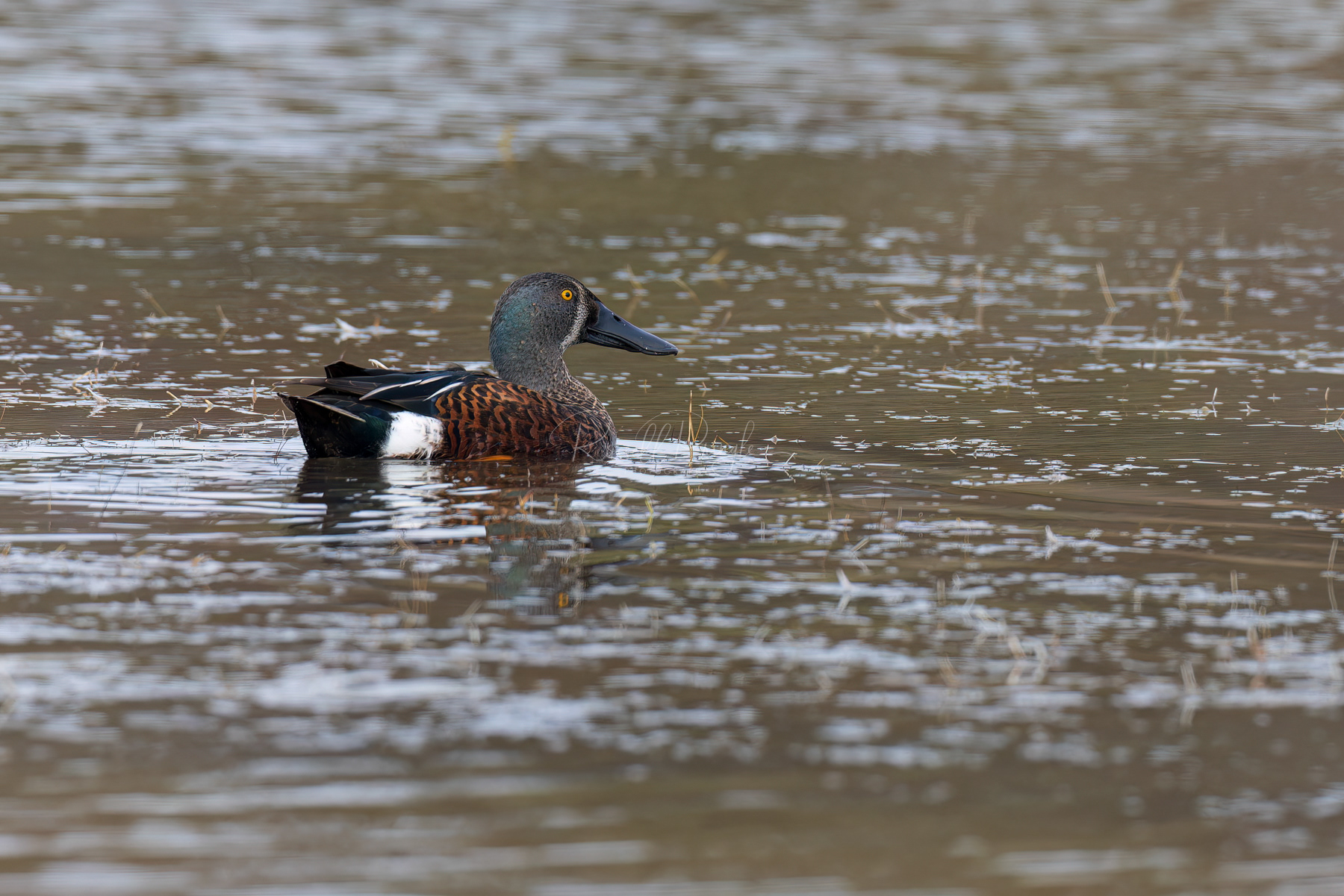 Australian Shoveler (male)