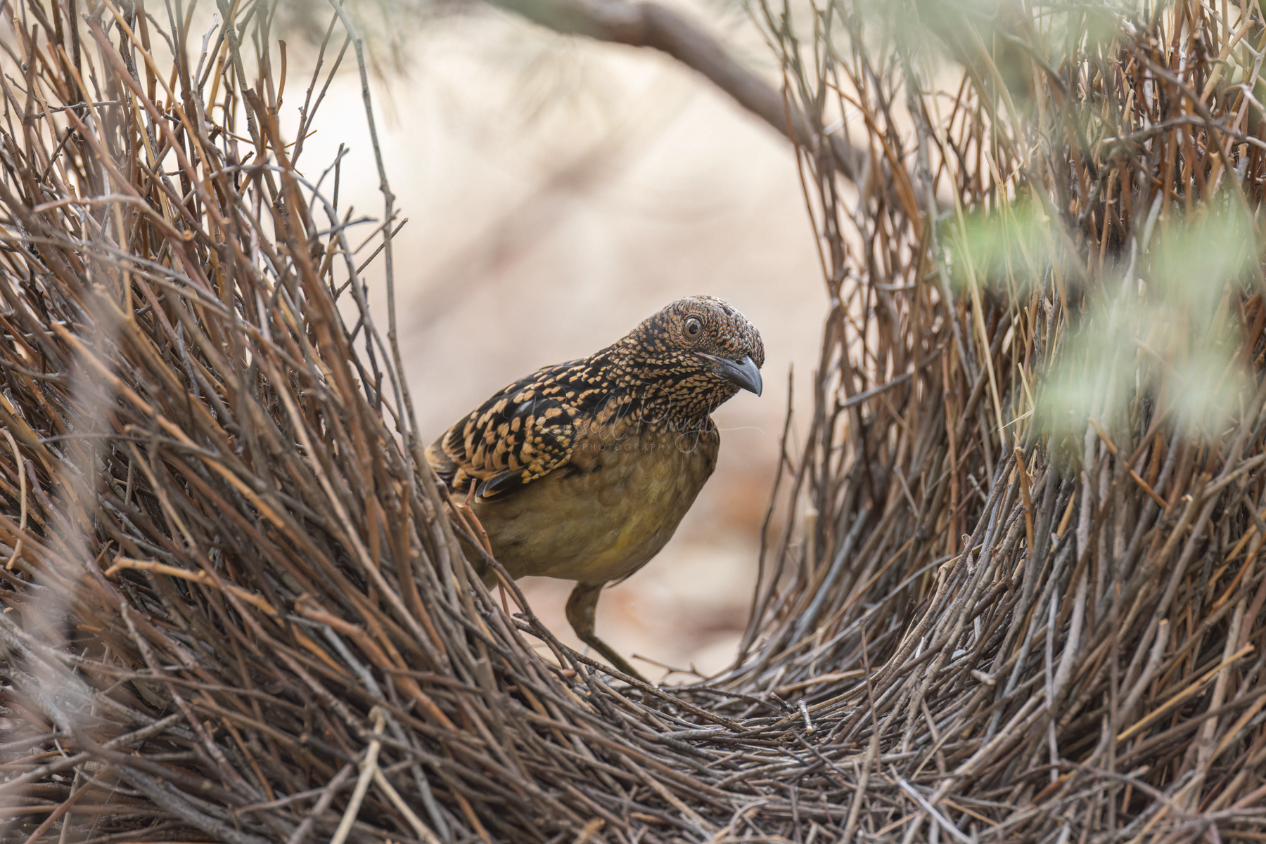 Western Bowerbird