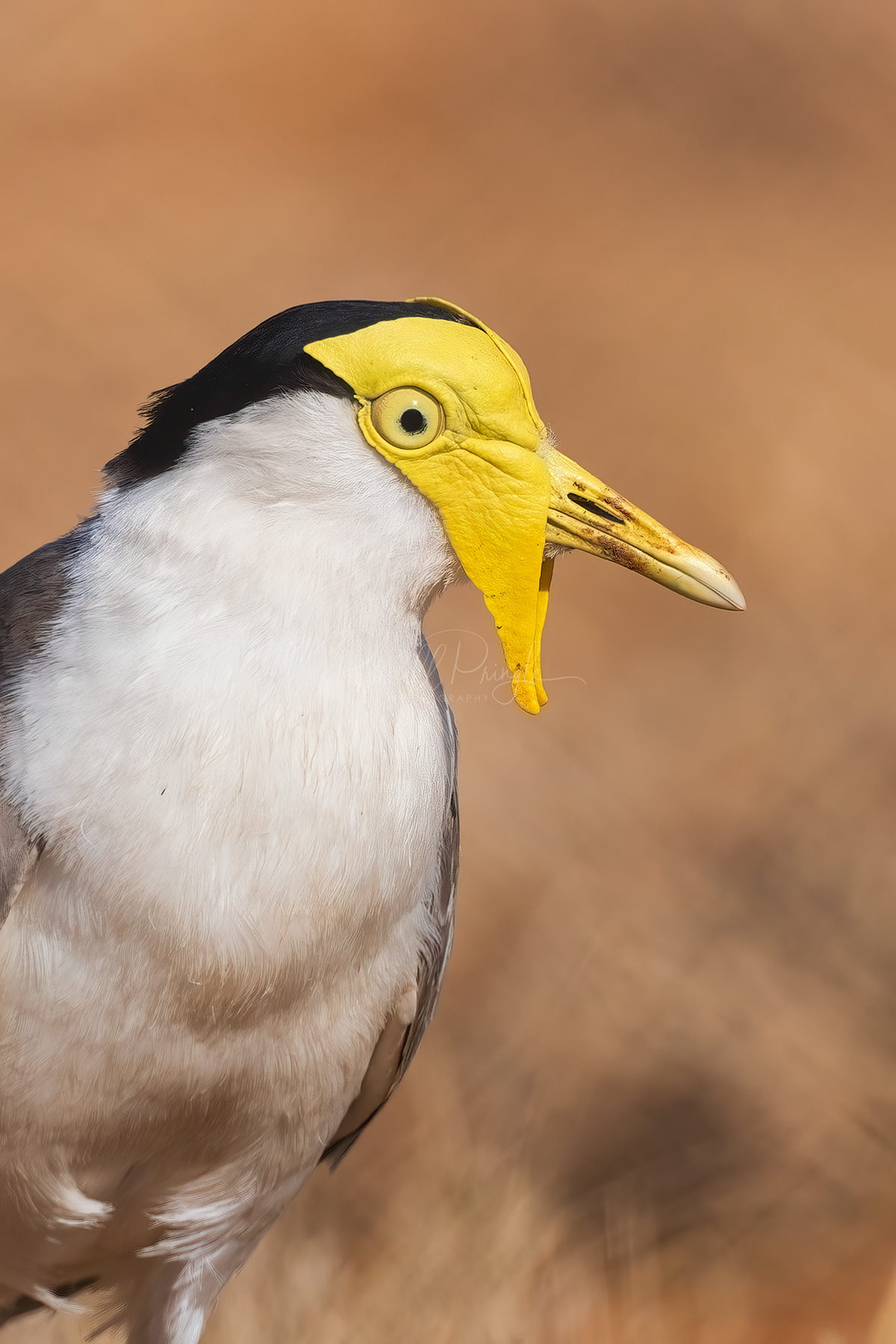 Masked Lapwing