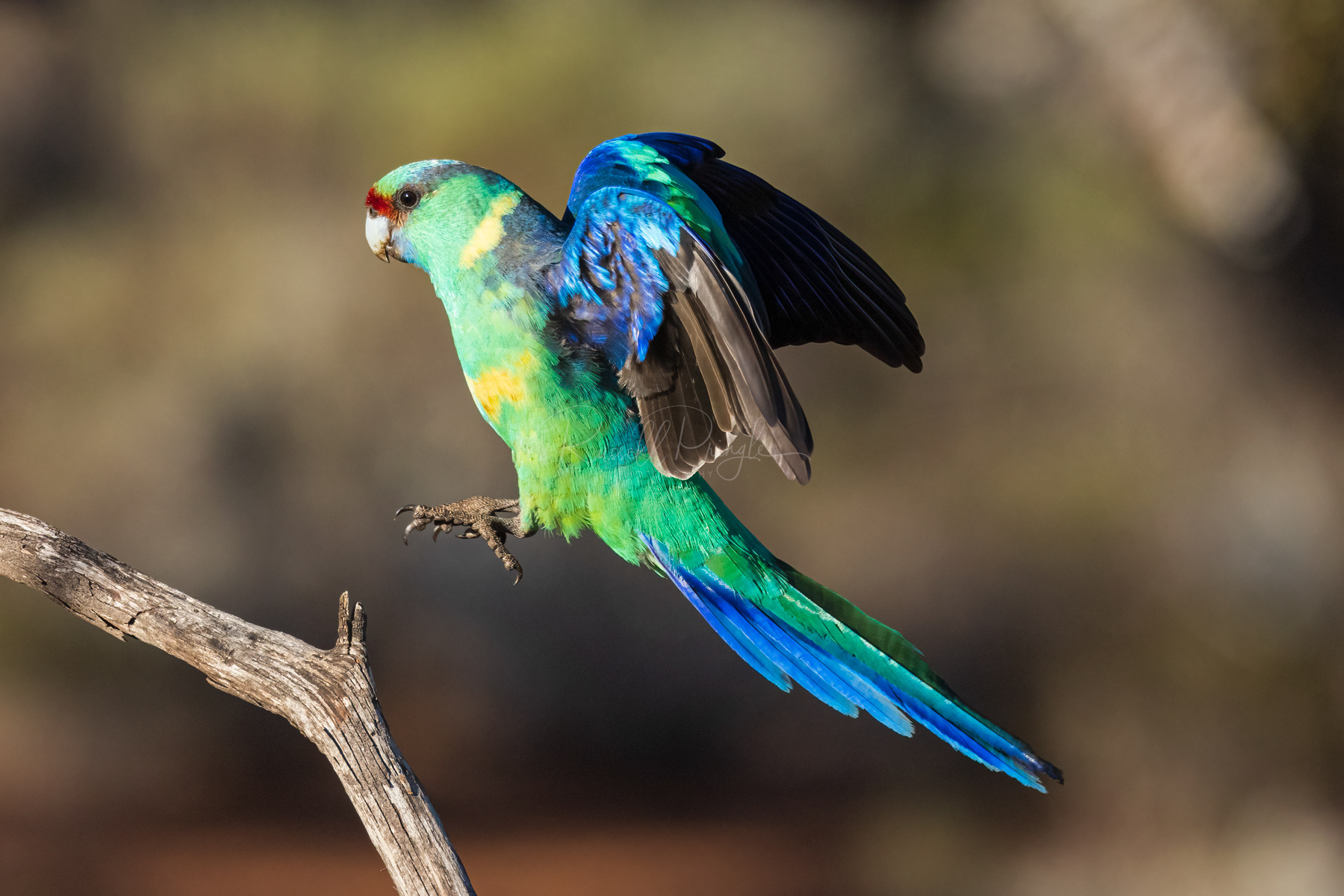 Mallee Ringneck