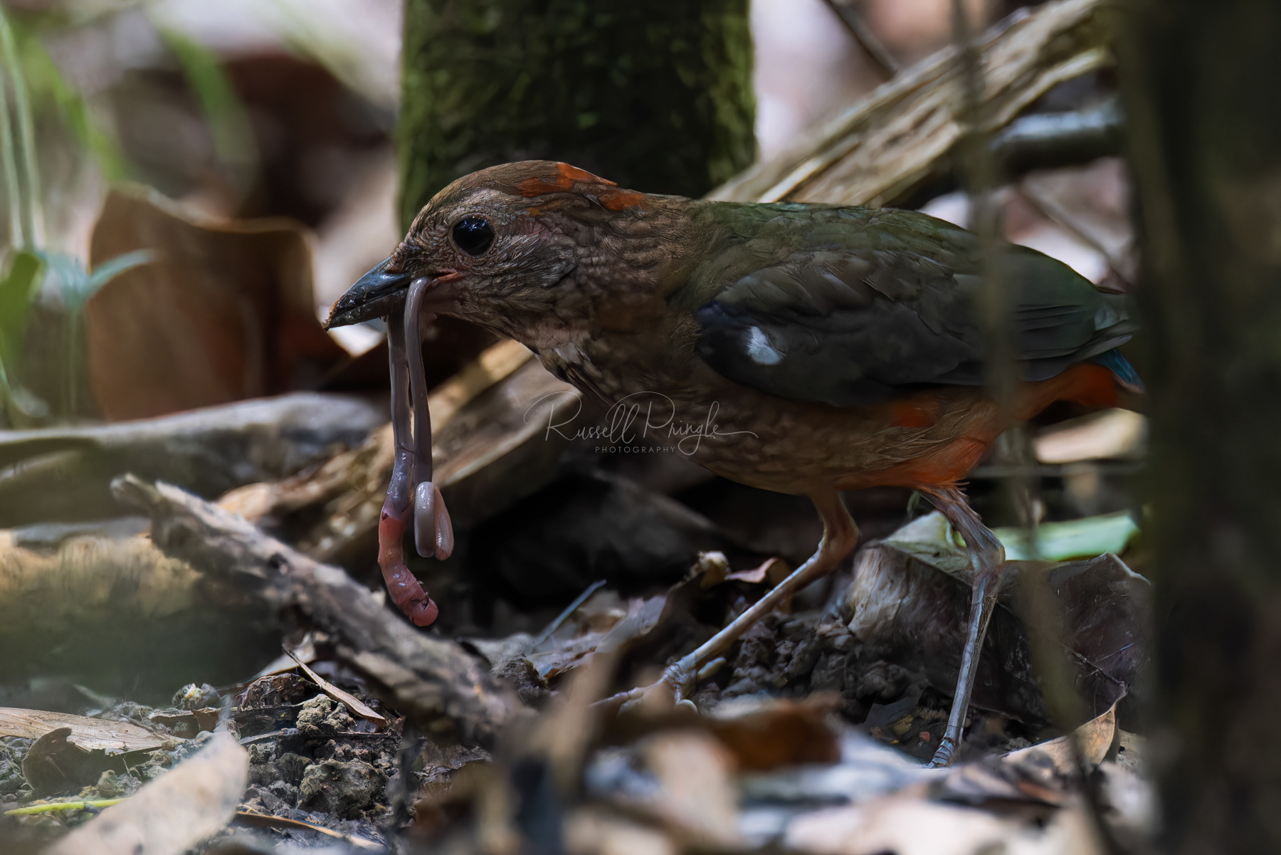 Papuan Pitta (juvenile)