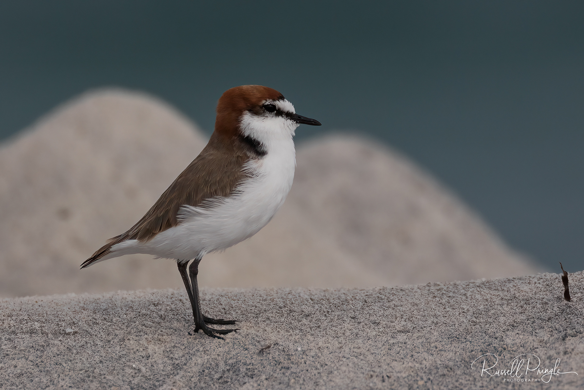 Red-capped Plover