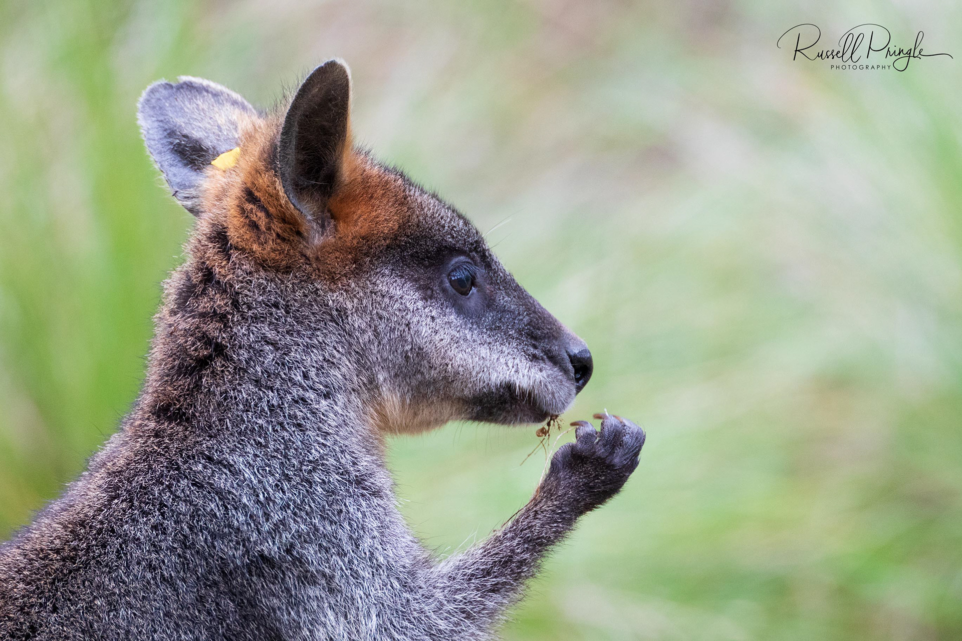 Swamp Wallaby